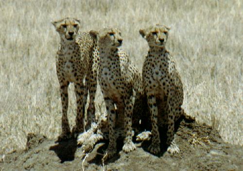 Serengeti N.P.