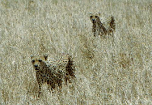 Serengeti N.P.