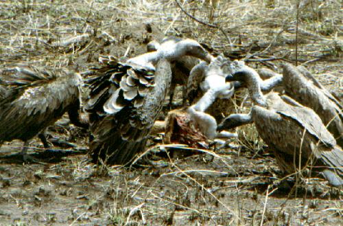 Serengeti N.P.