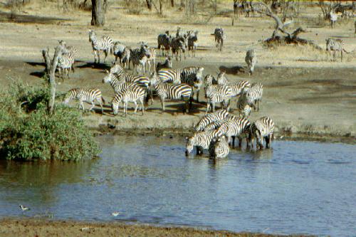Serengeti N.P.