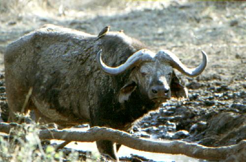 Serengeti N.P.
