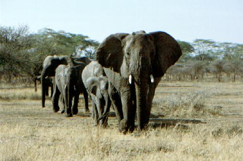 Serengeti N.P.