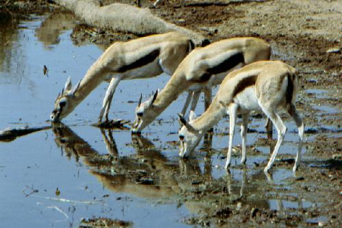 Serengeti N.P.