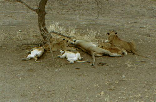 Serengeti N.P.