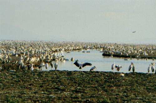 Lake Manyara N.P.