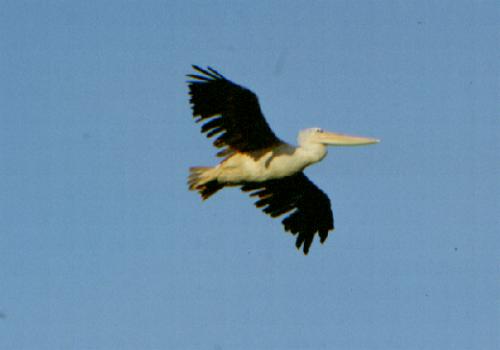Lake Manyara N.P.