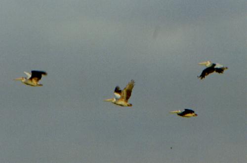 Lake Manyara N.P.