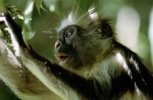 Sansibar - Jozani Forest Reserve
