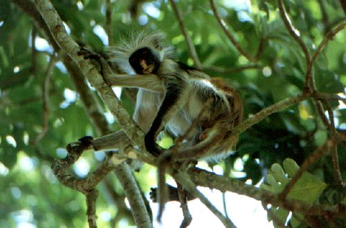 Sansibar - Jozani Forest Reserve