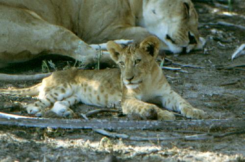 Selous Game Reserve - Rufi River