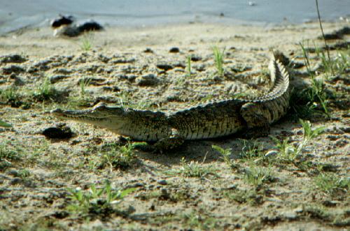 Selous Game Reserve - Rufi River