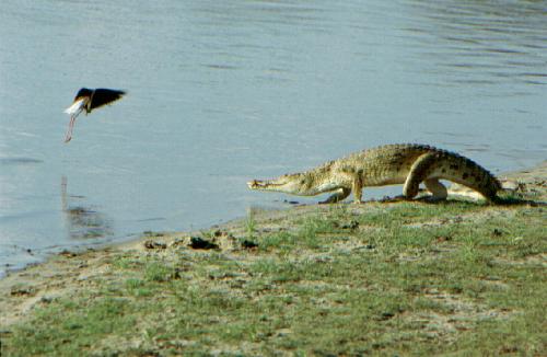 Selous Game Reserve - Rufi River