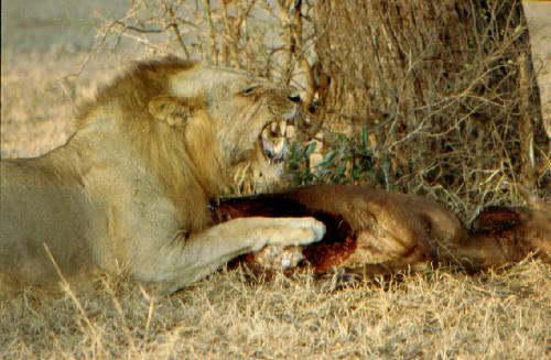 Selous Game Reserve - Rufi River