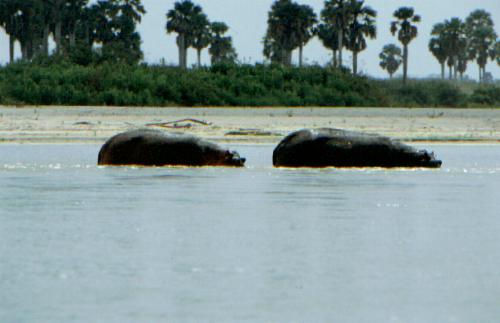 Selous Game Reserve - Rufi River