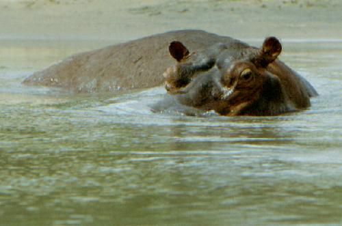 Selous Game Reserve - Rufi River