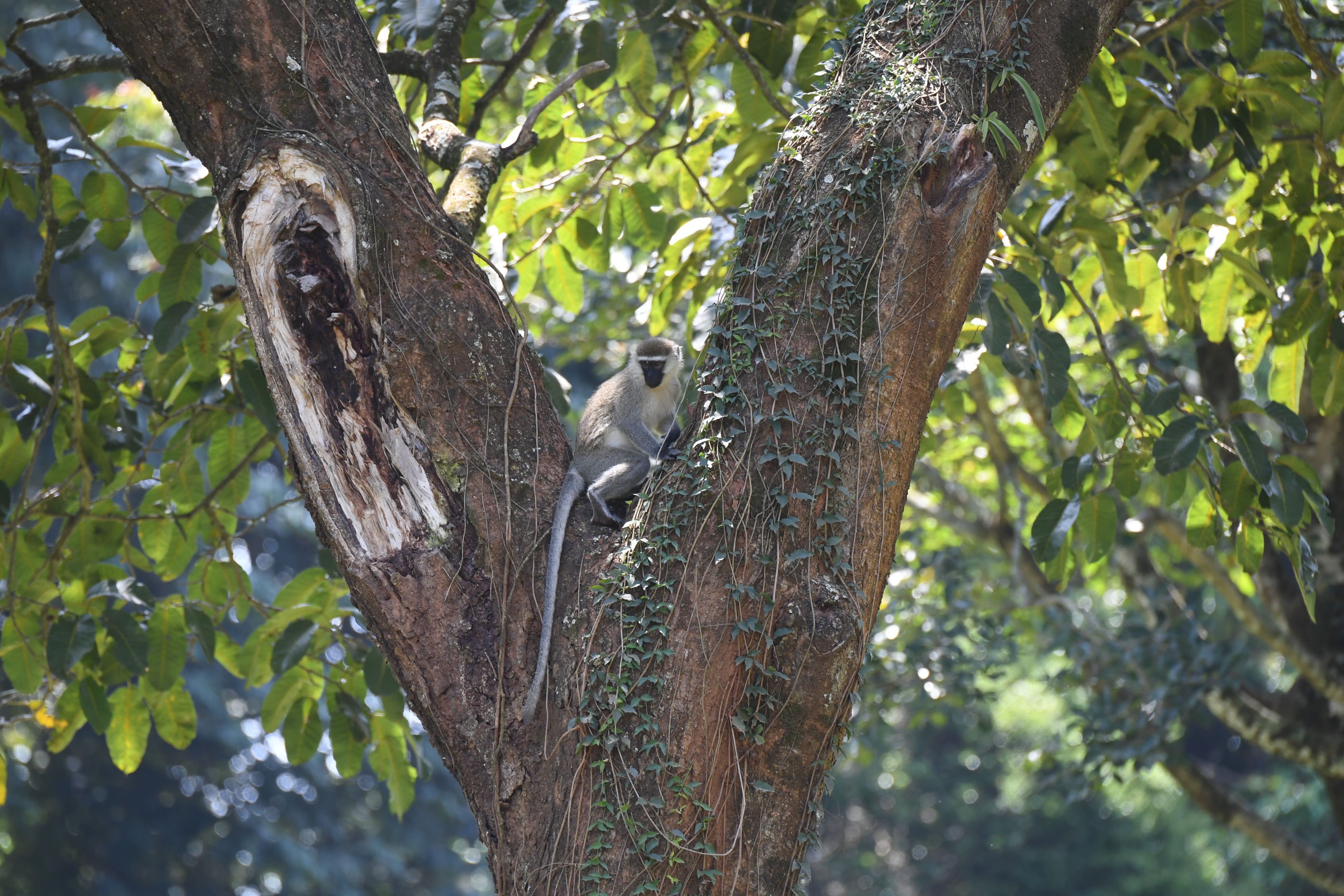 Botanical Garden, Entebbe