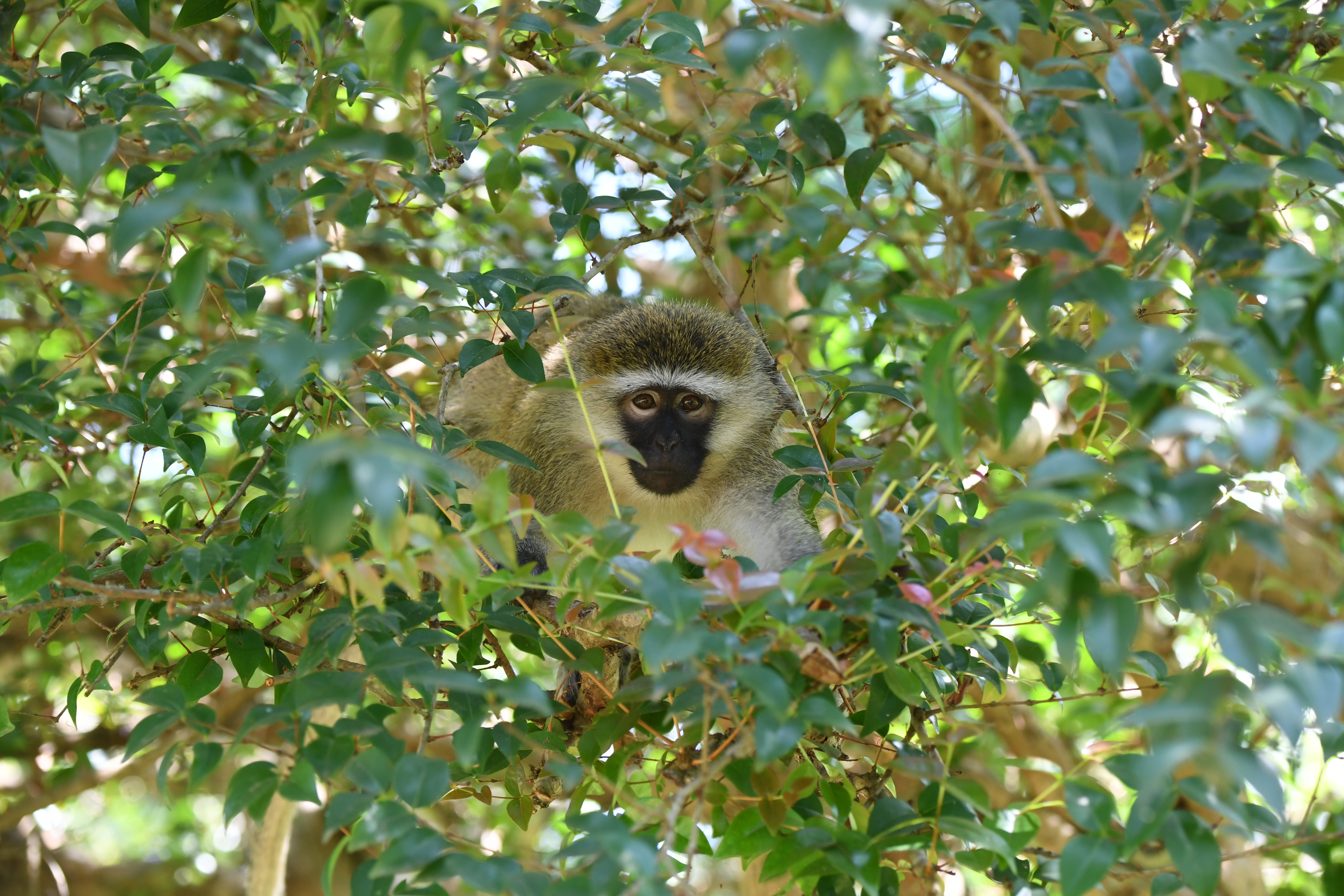 Botanical Garden, Entebbe