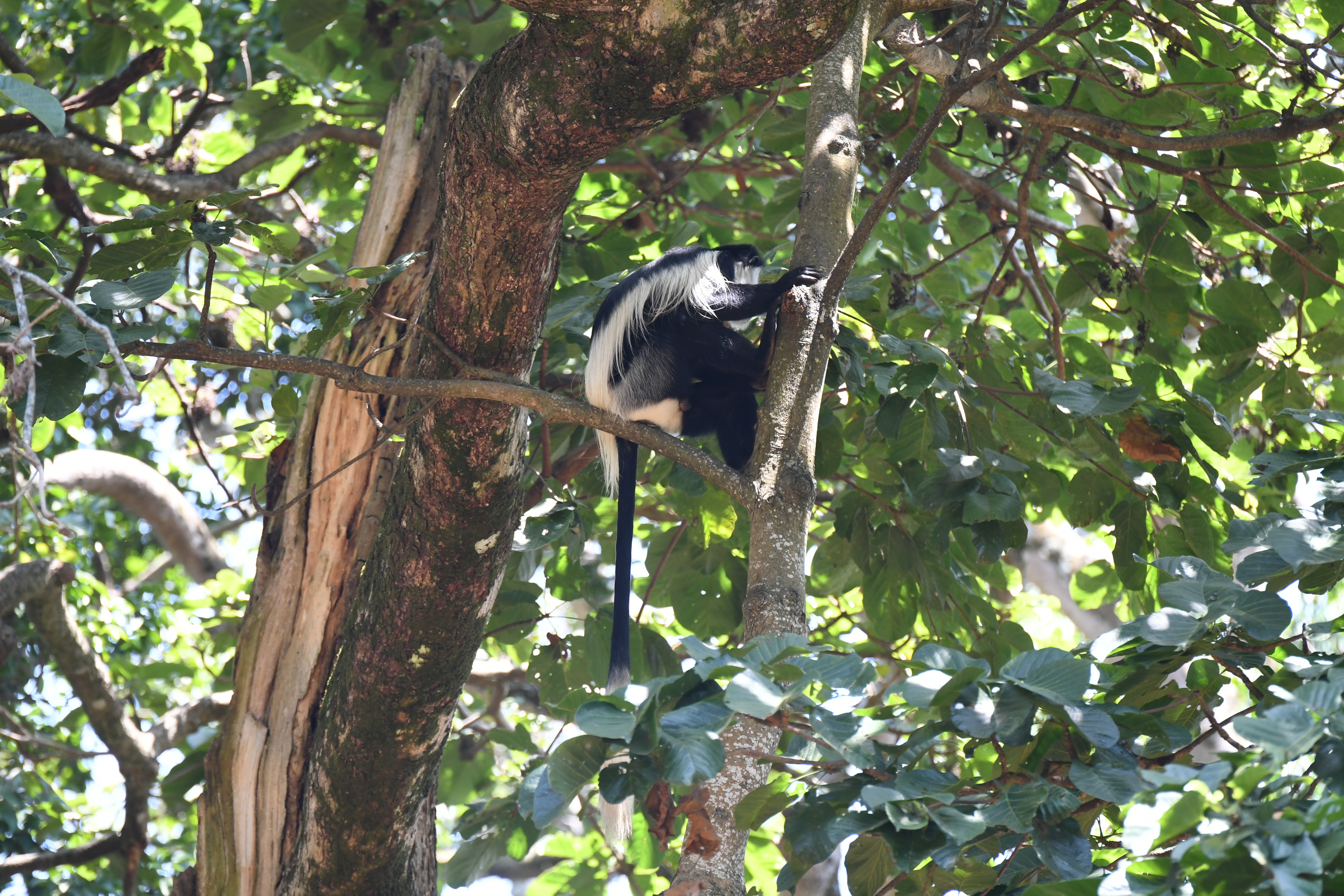 Botanical Garden, Entebbe