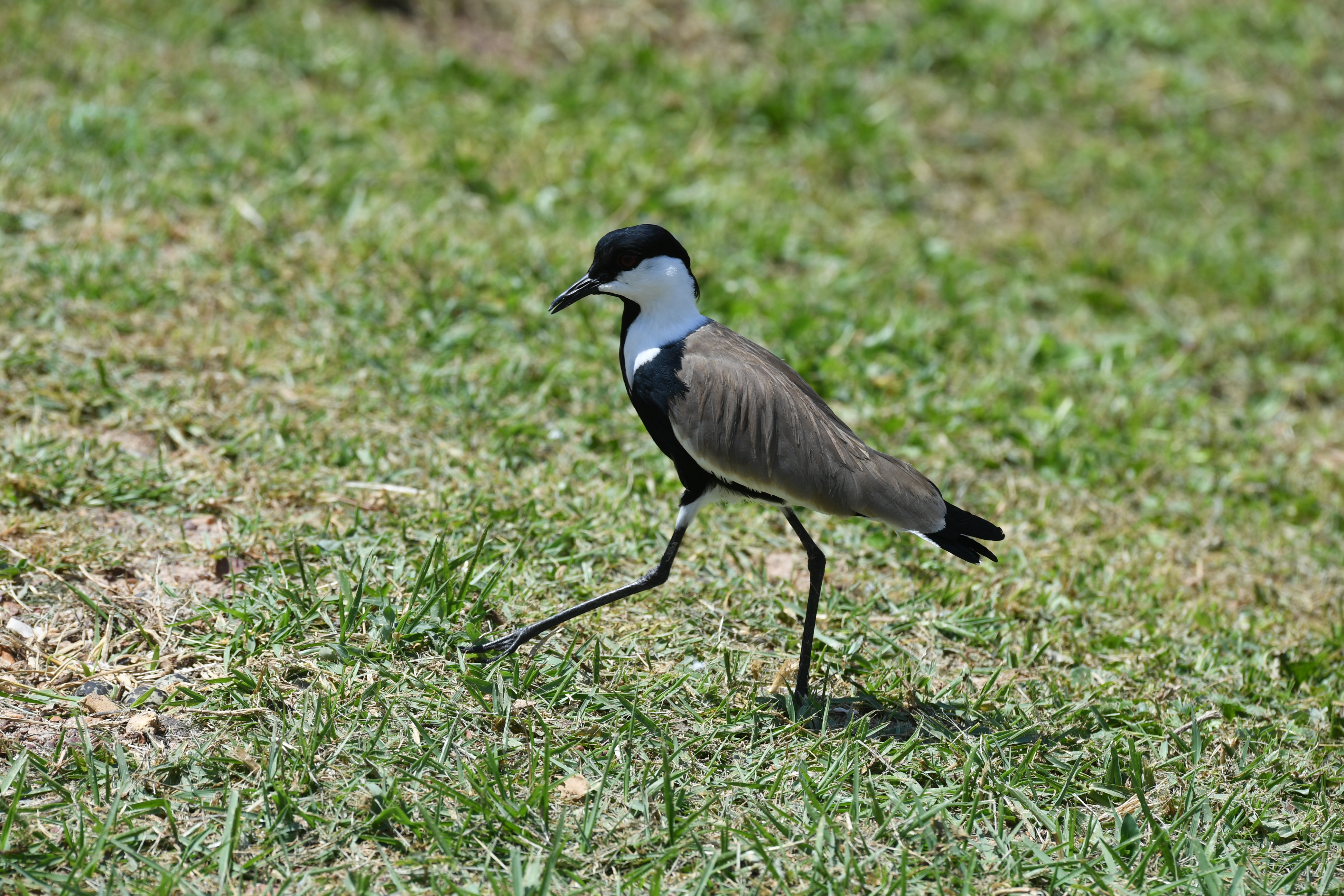 Ngamba Island, Victoria See, Entebbe