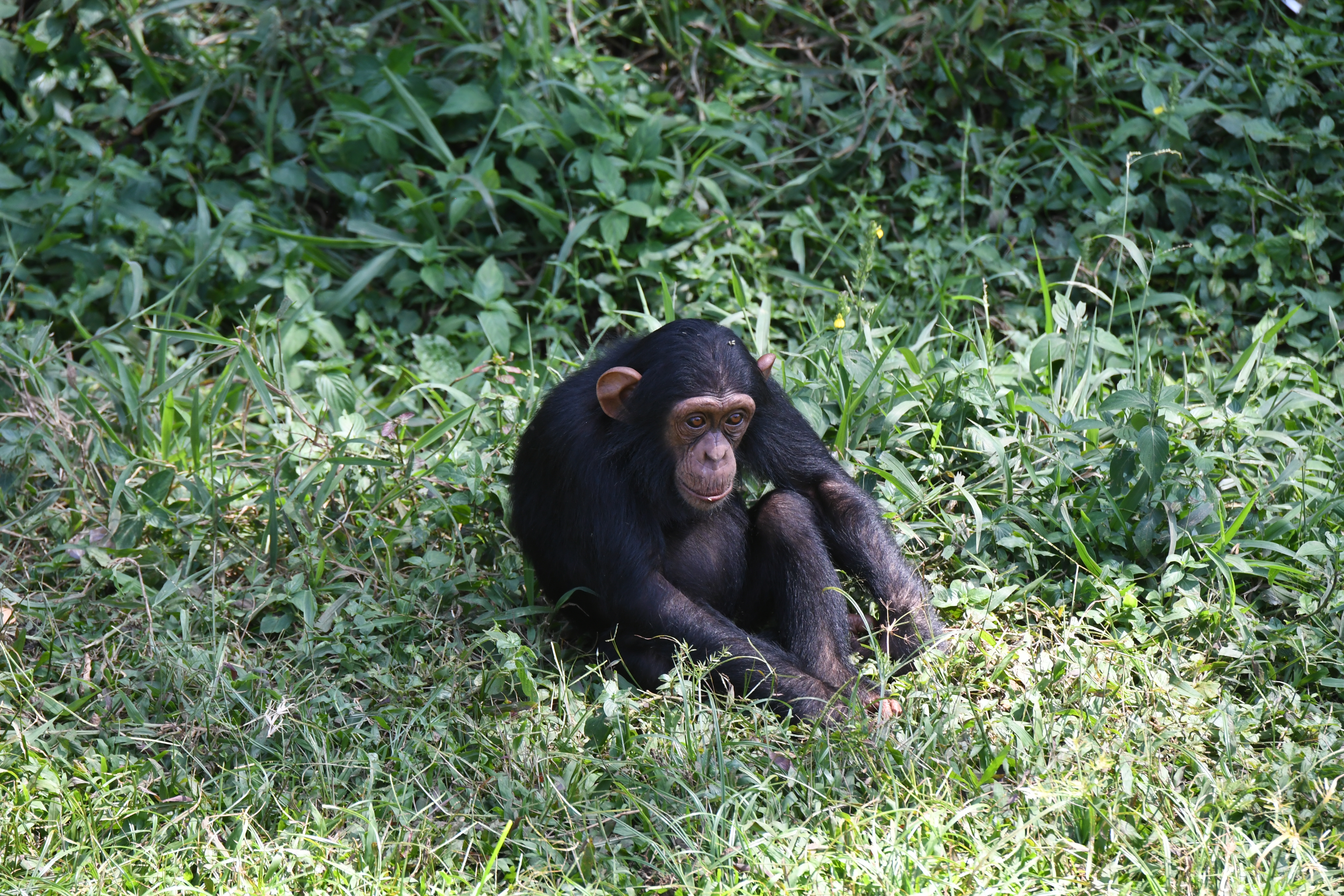 Ngamba Island, Victoria See, Entebbe