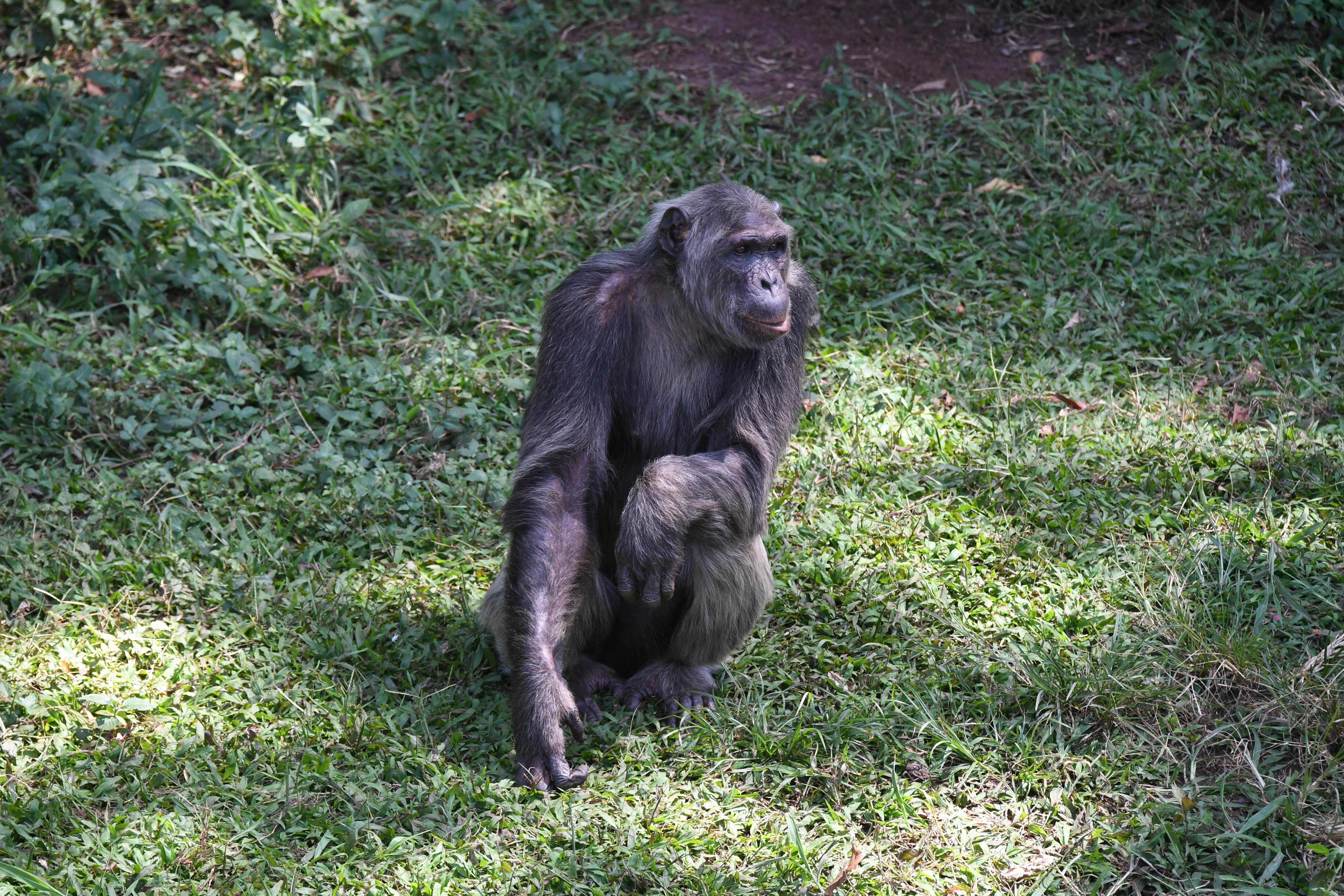 Ngamba Island, Victoria See, Entebbe