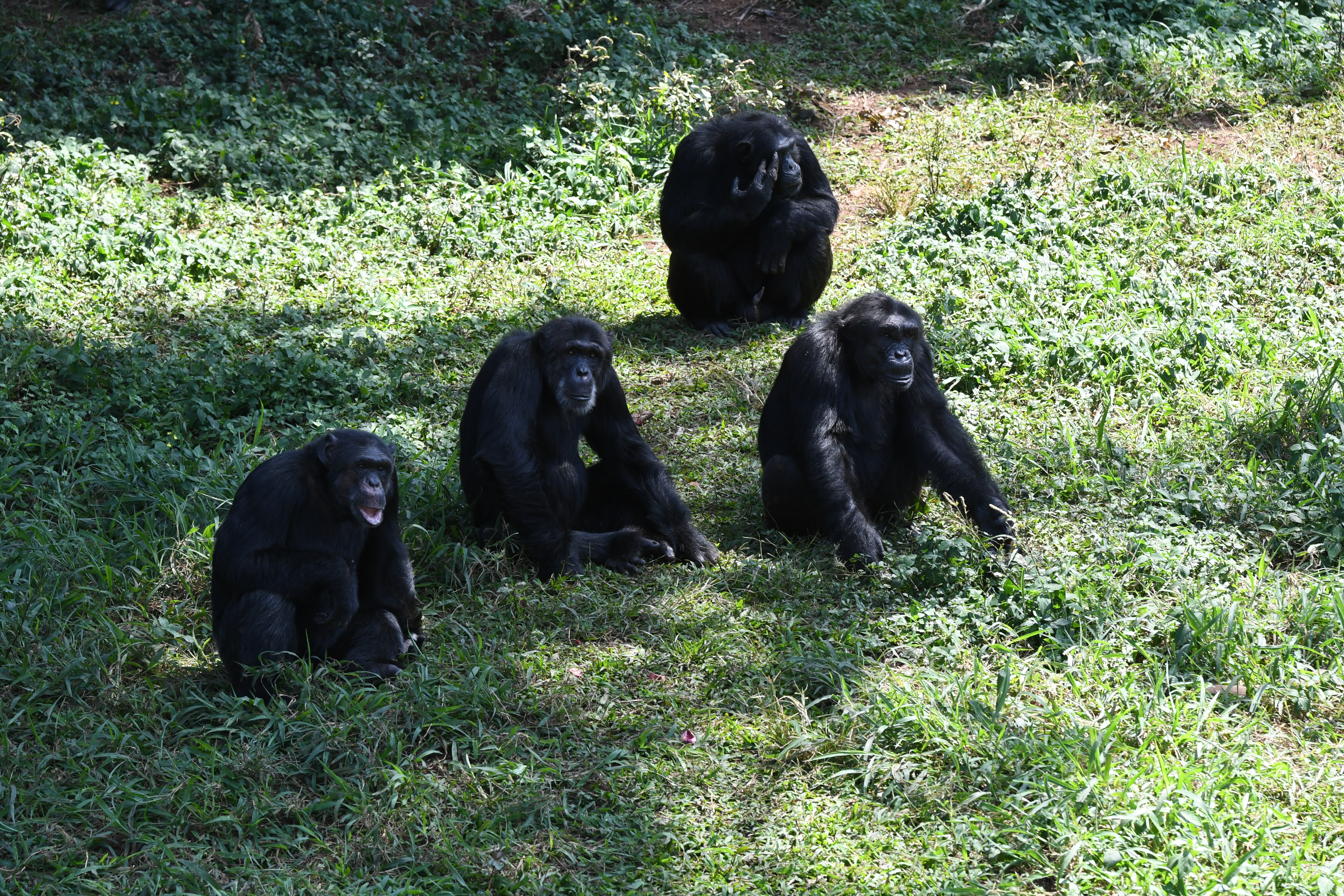 Ngamba Island, Victoria See, Entebbe