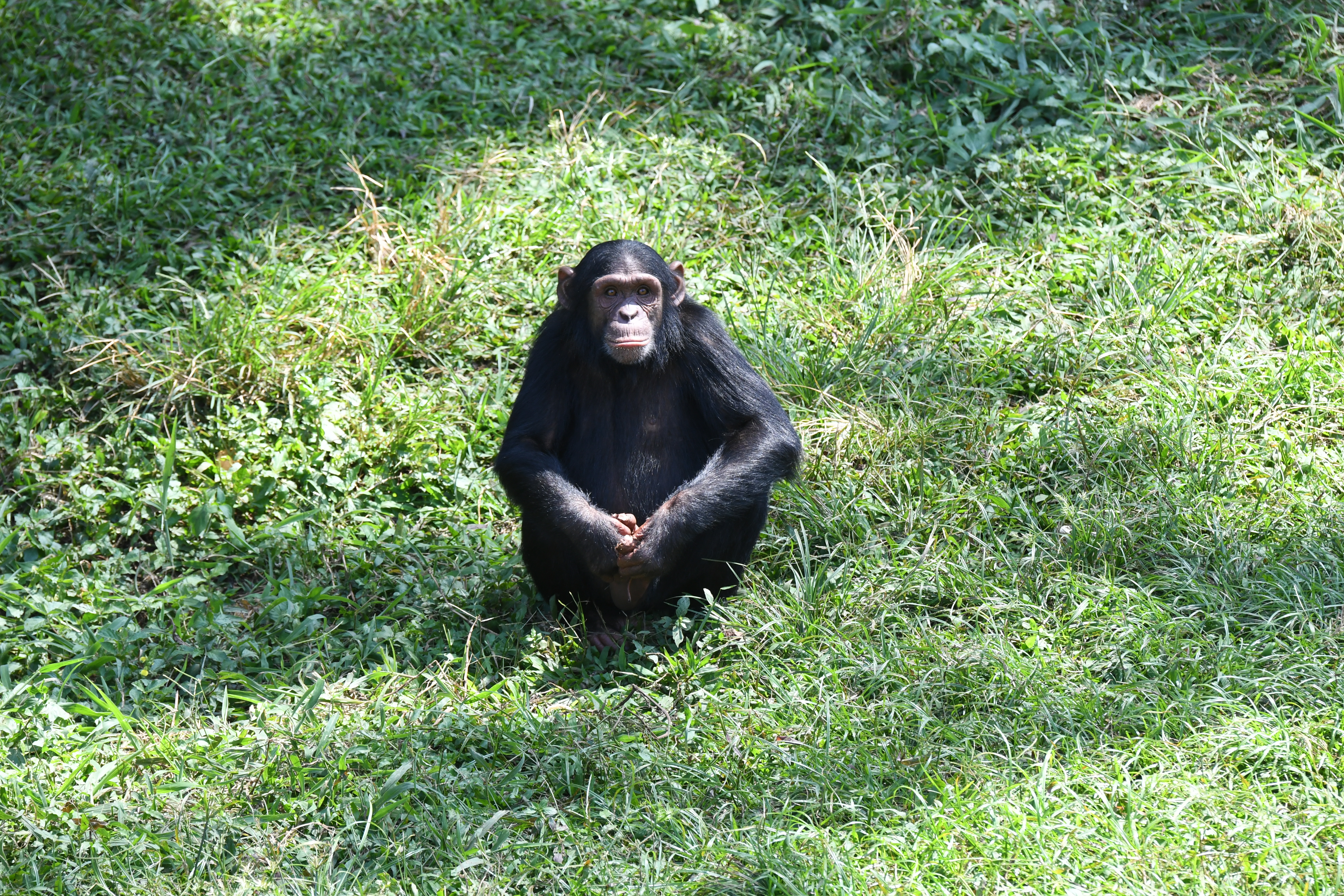 Ngamba Island, Victoria See, Entebbe