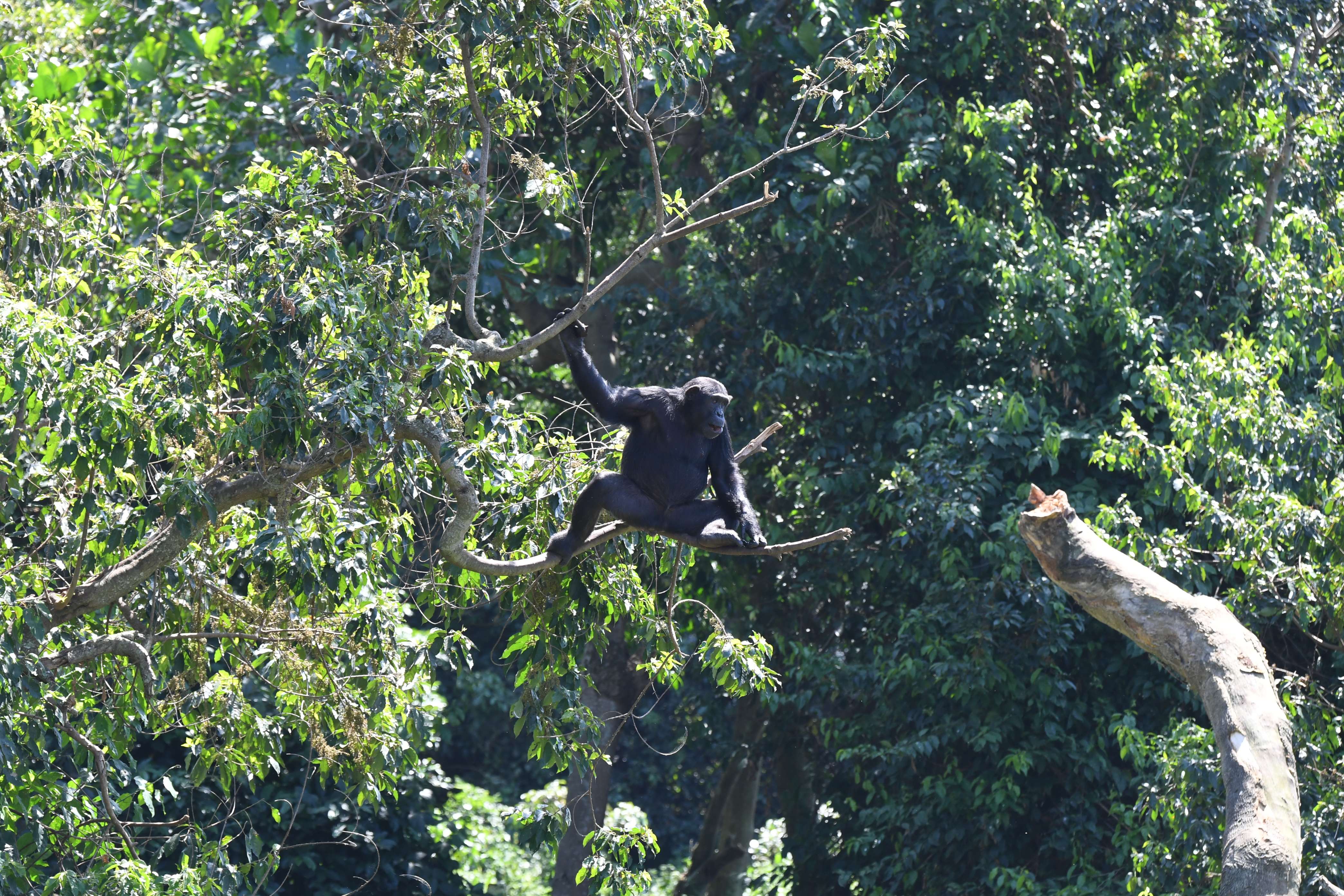 Ngamba Island, Victoria See, Entebbe
