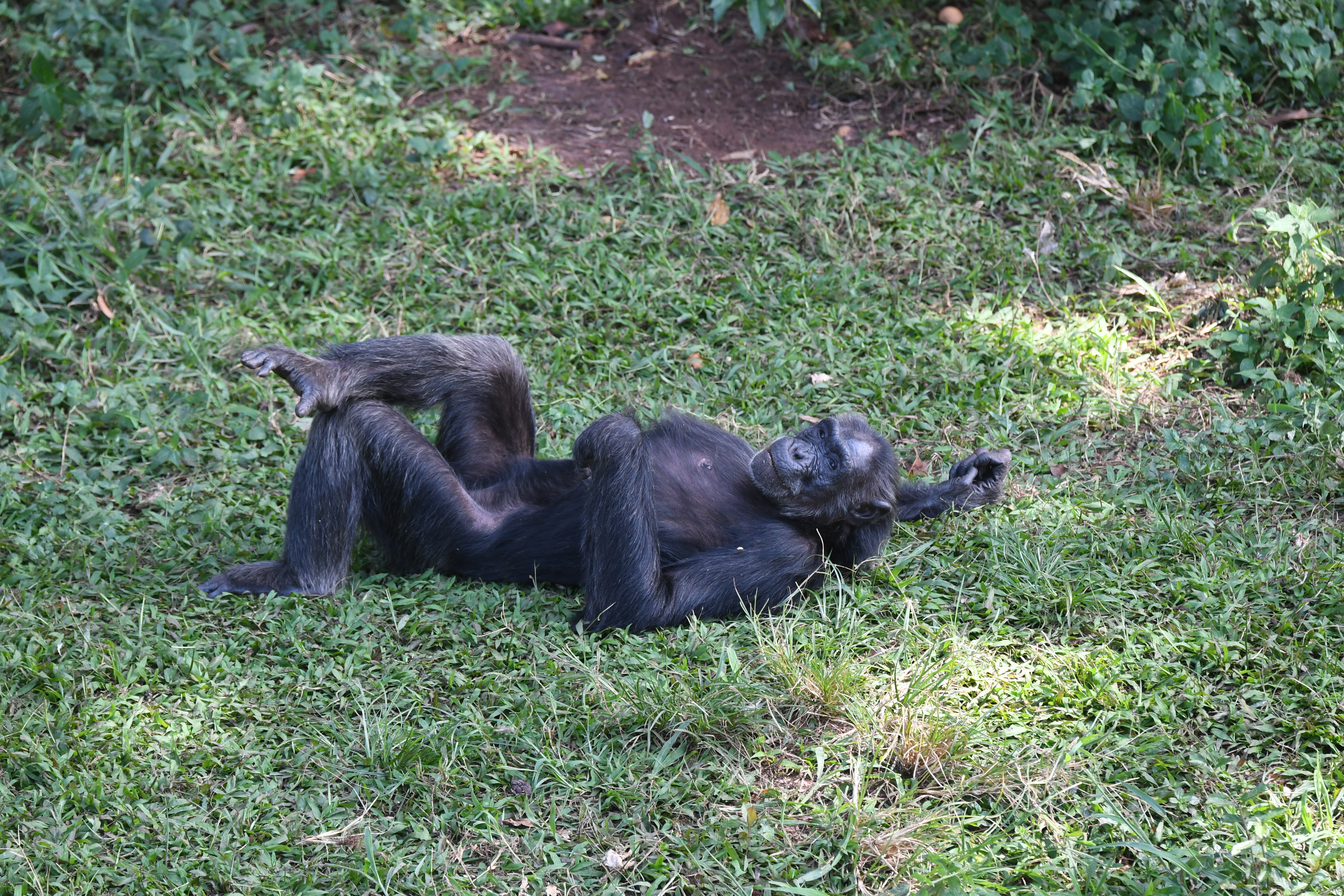 Ngamba Island, Victoria See, Entebbe