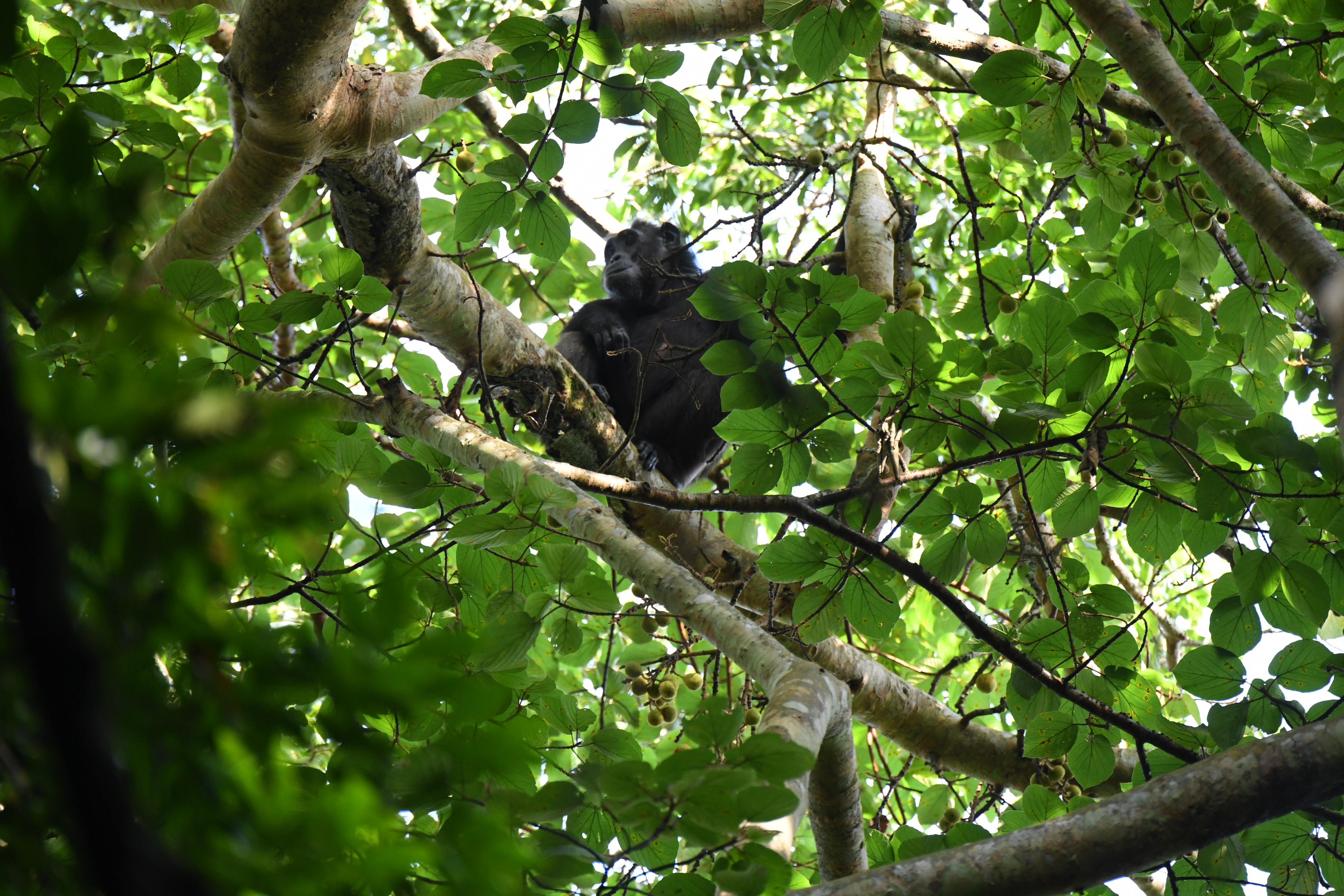 Kibale National Park