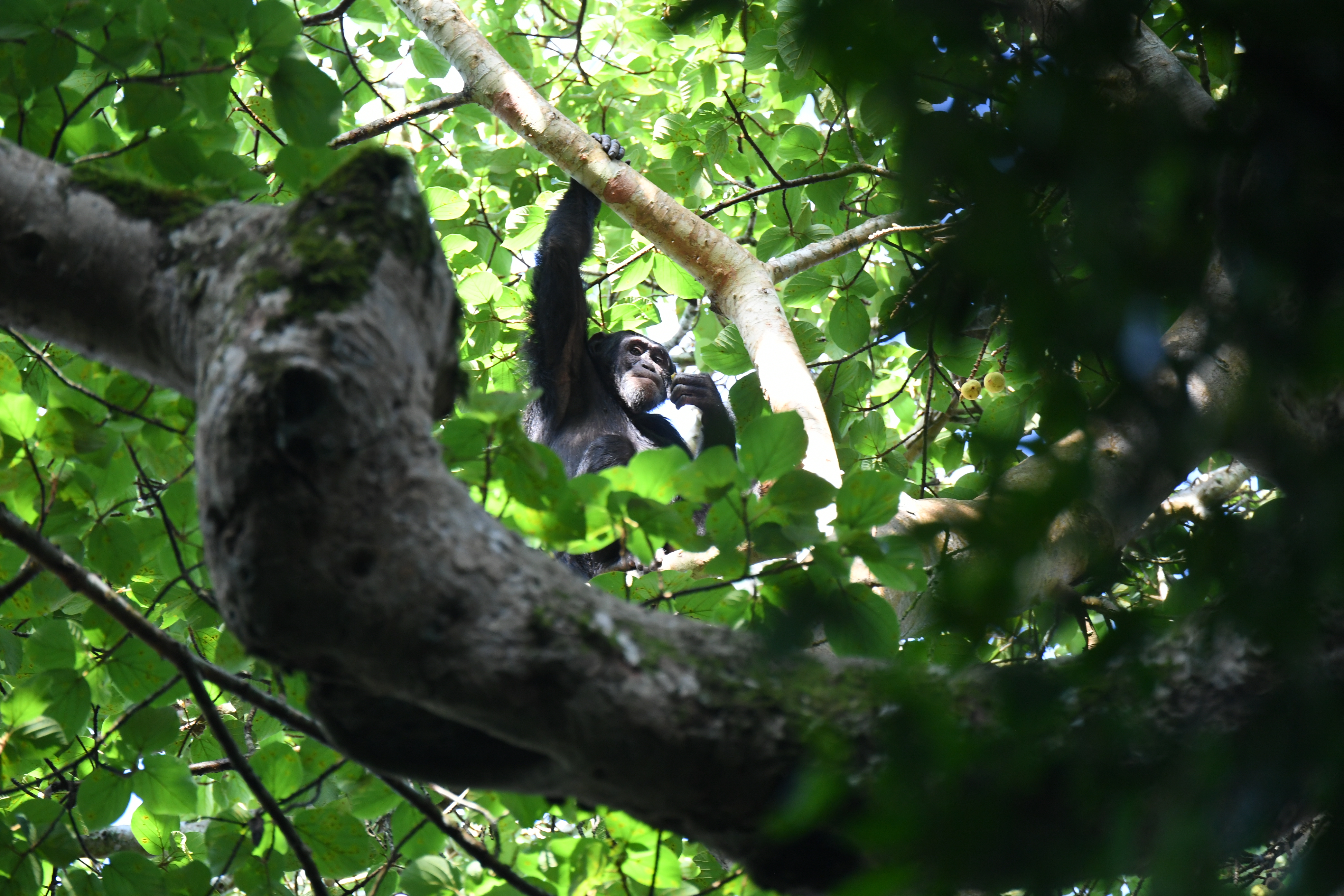 Kibale National Park