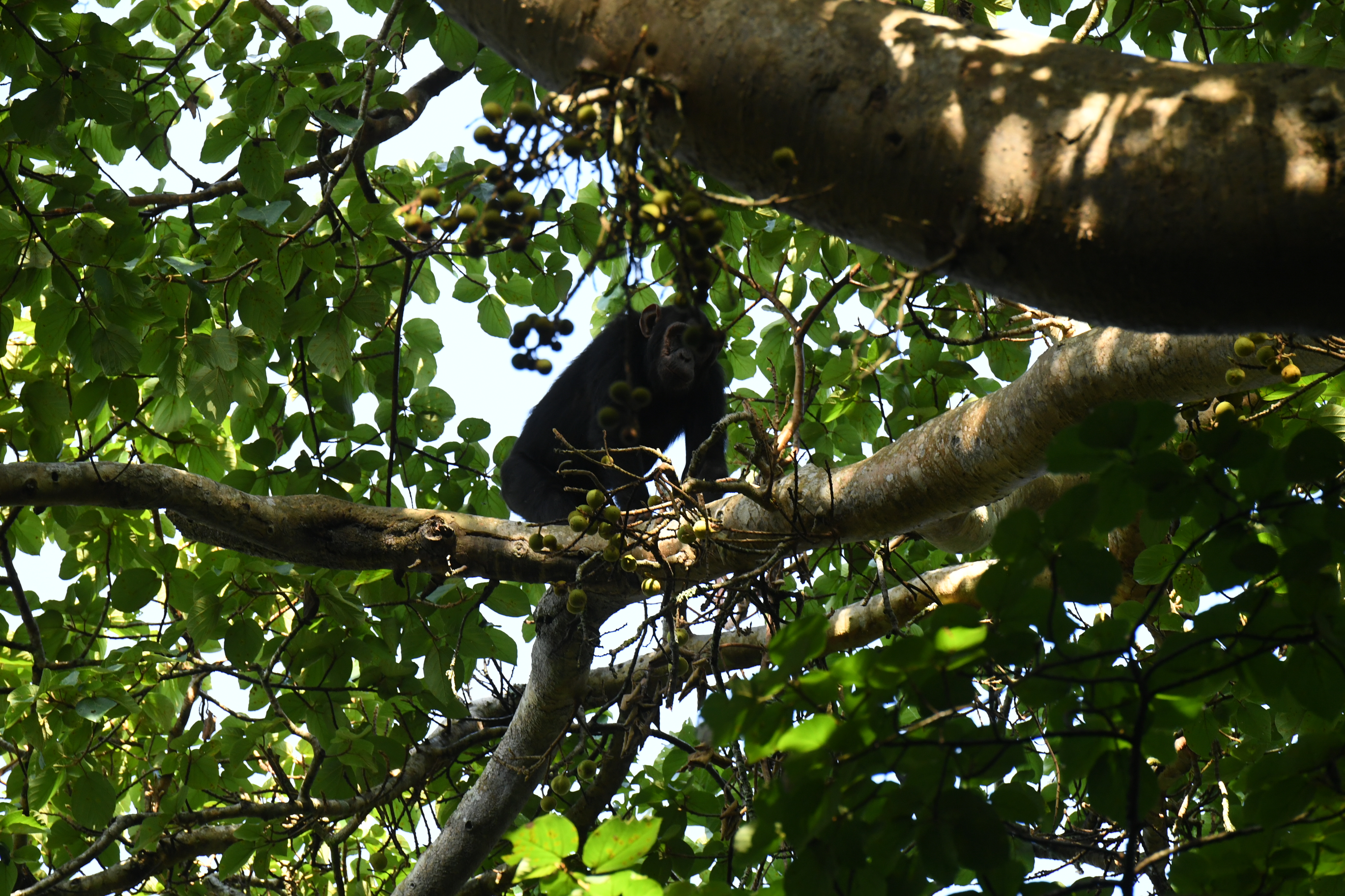 Kibale National Park