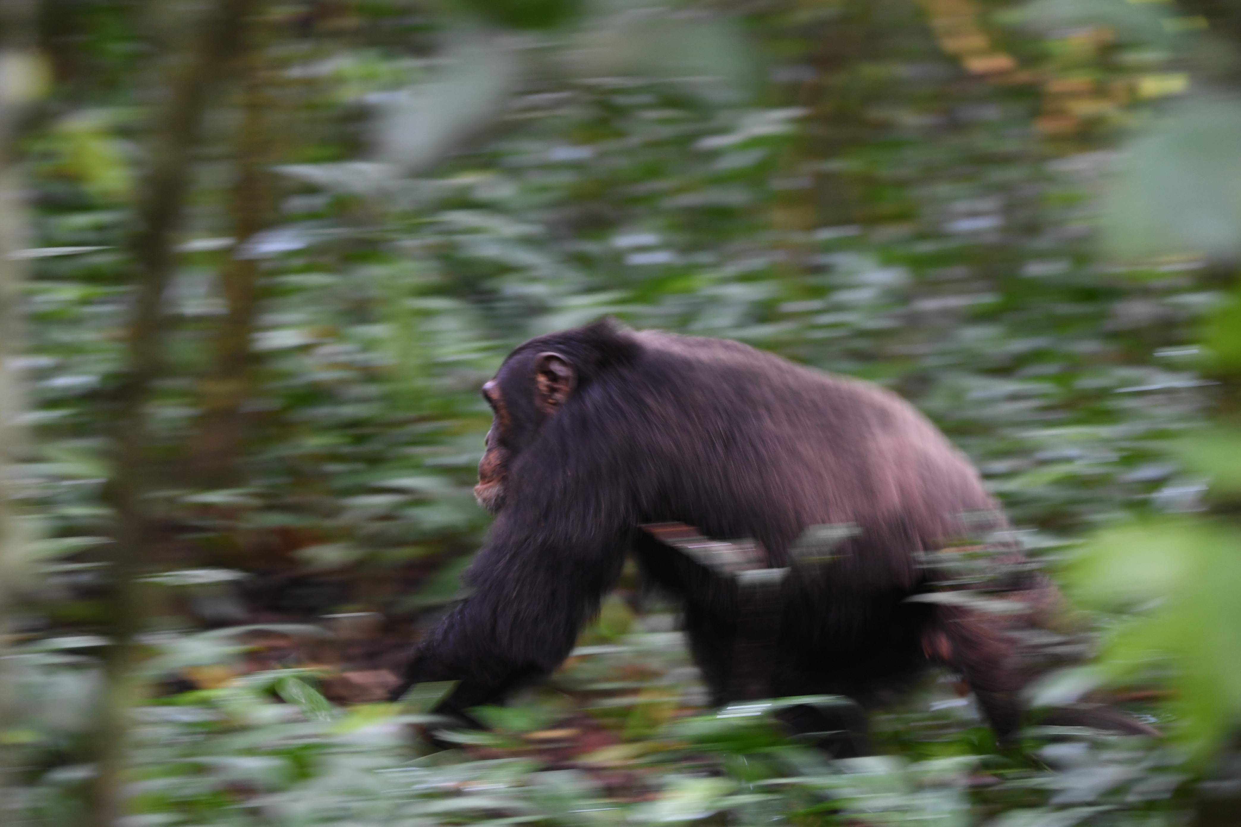 Kibale National Park