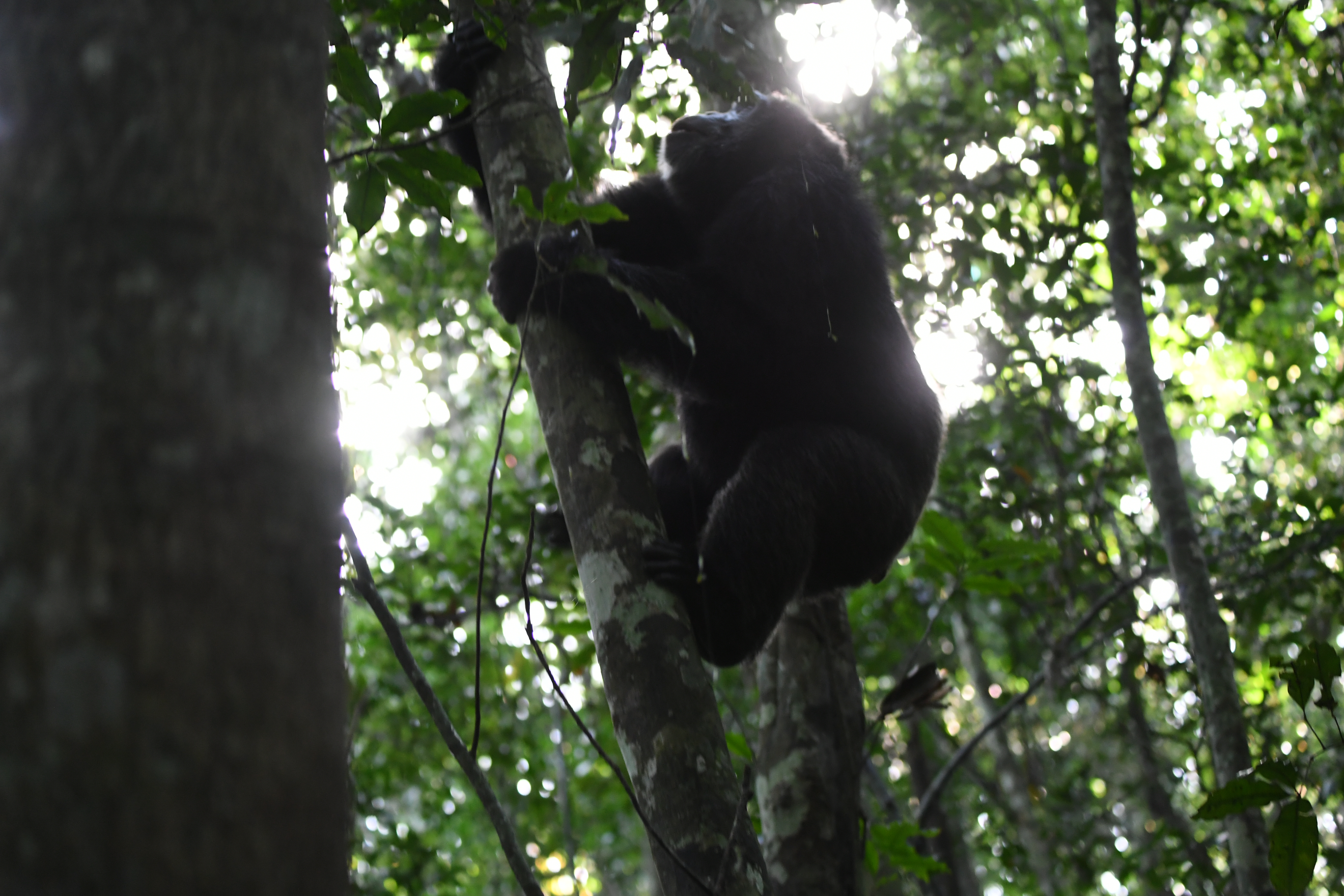 Kibale National Park