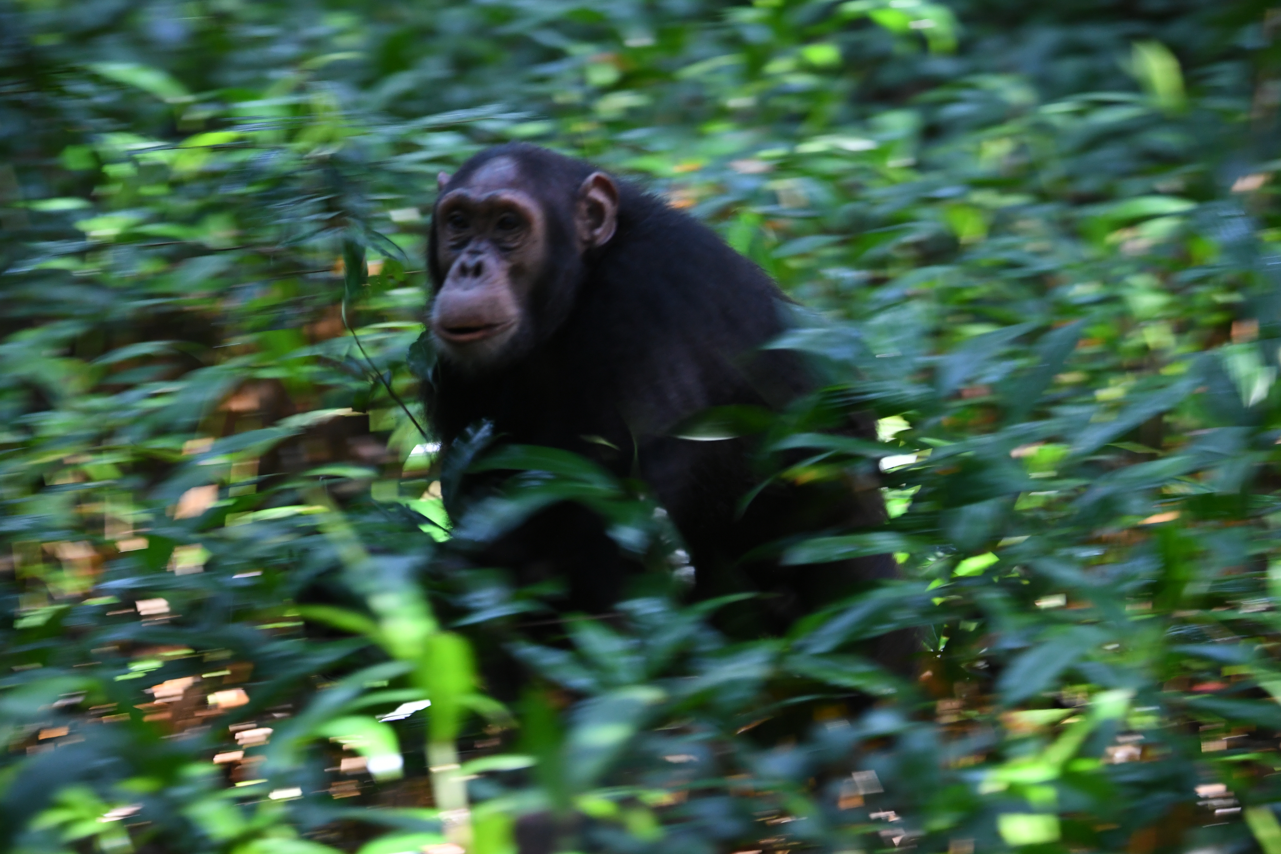 Kibale National Park