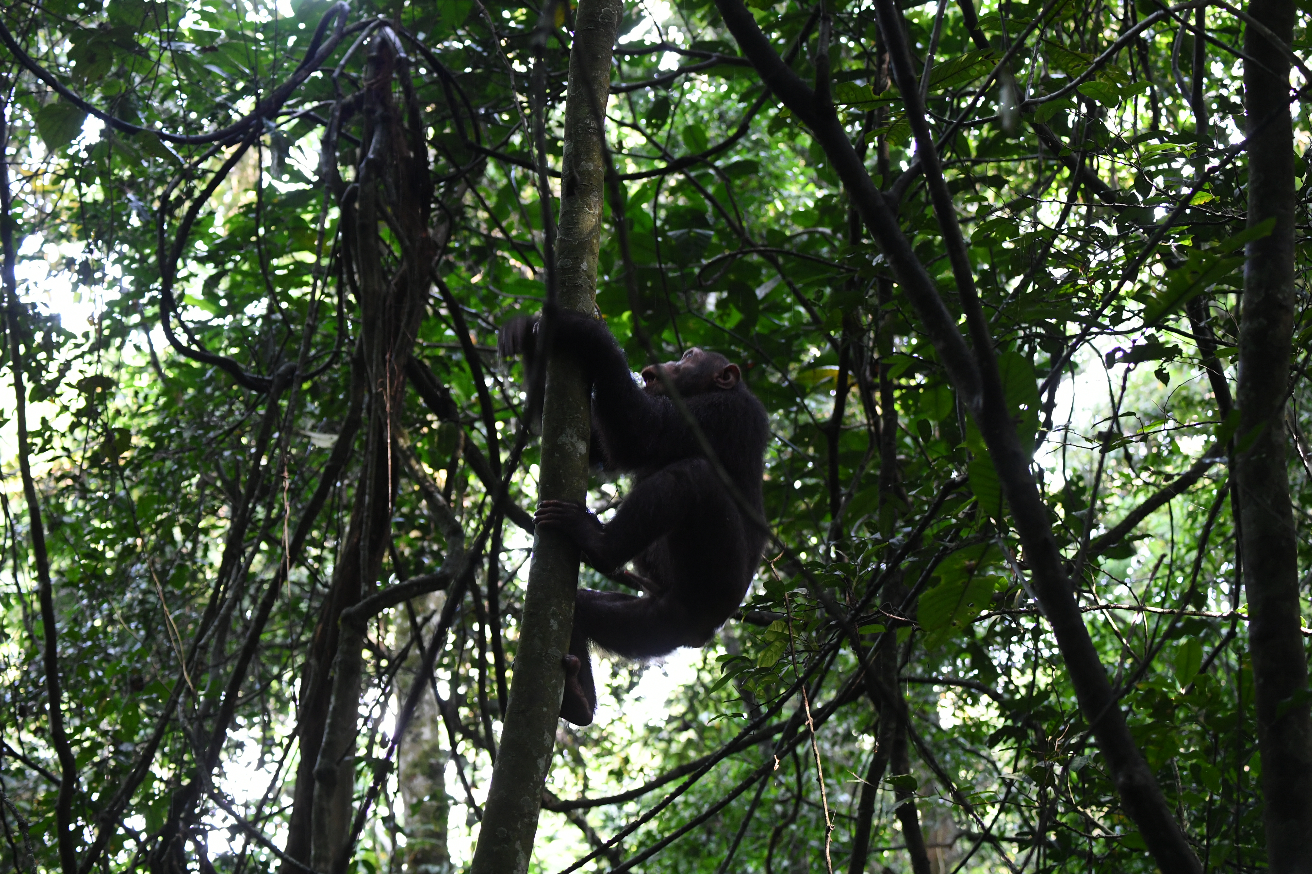 Kibale National Park