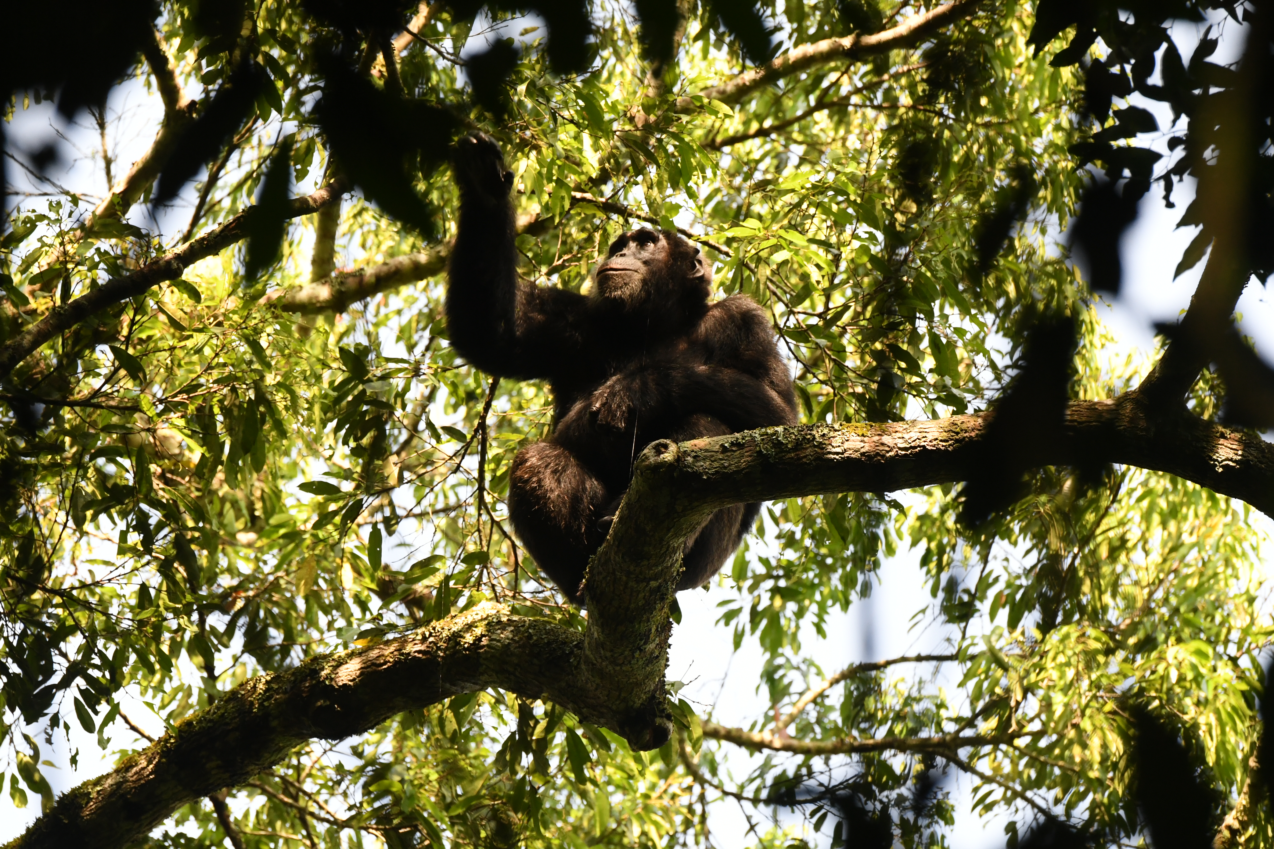 Kibale National Park