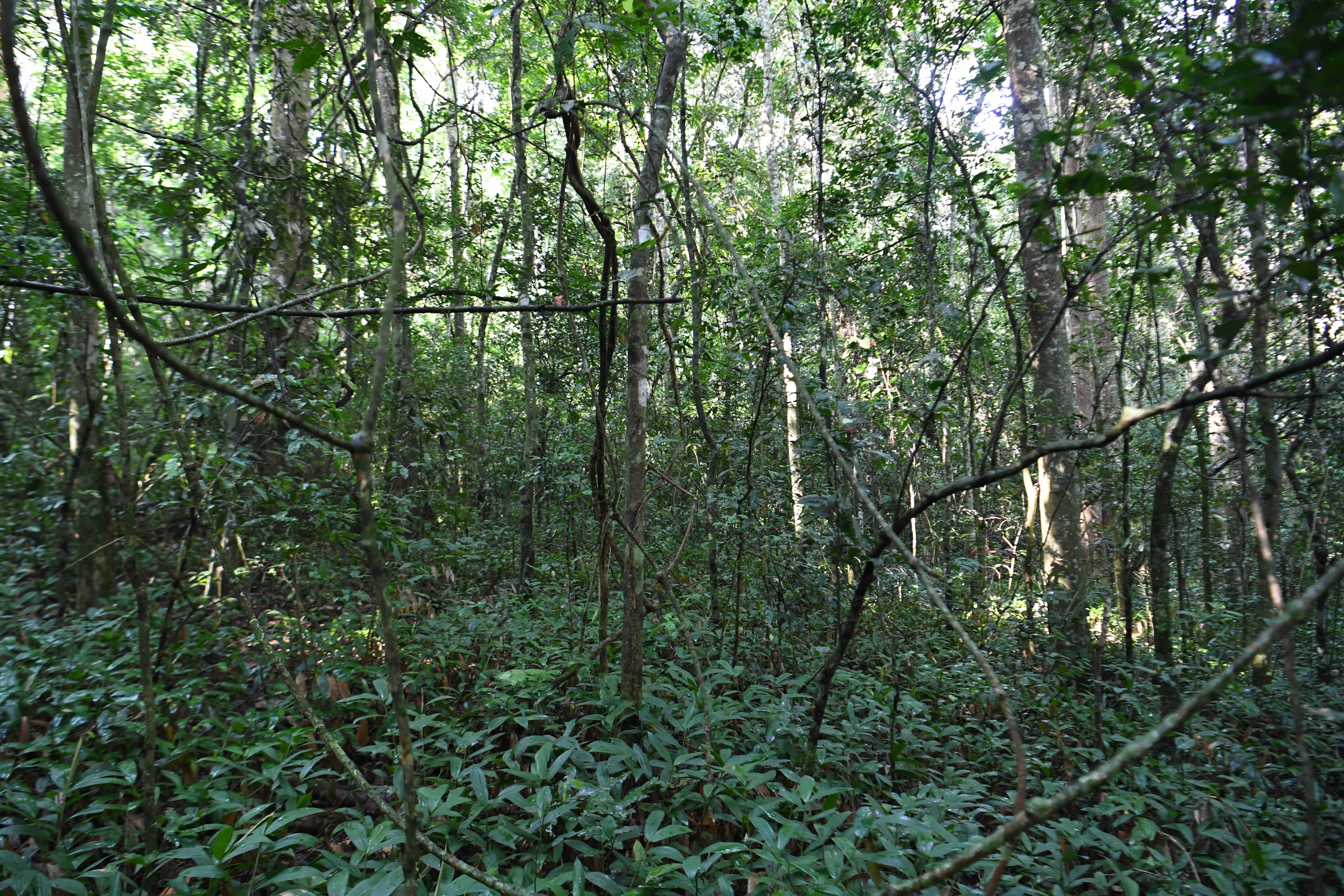 Kibale National Park