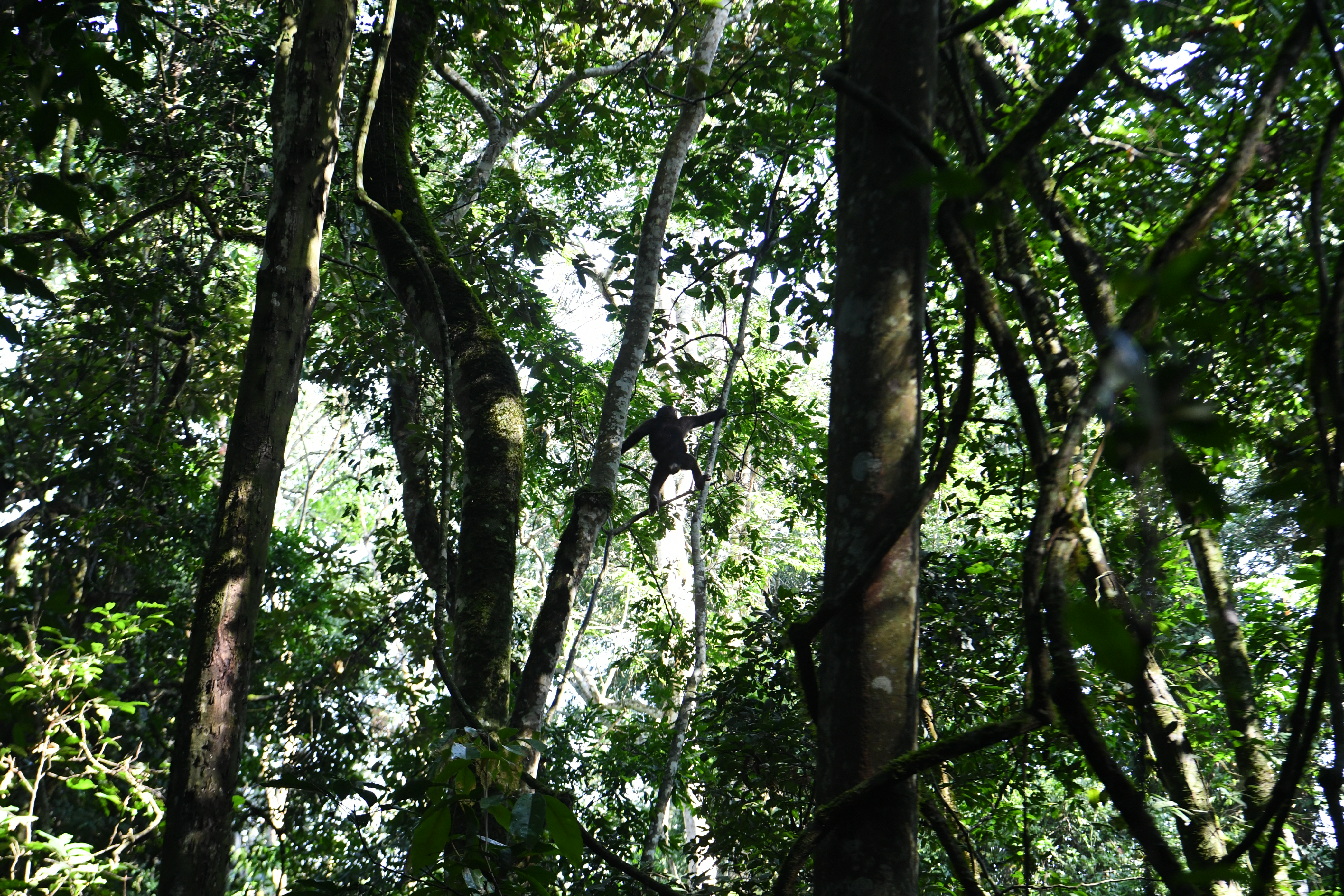 Kibale National Park