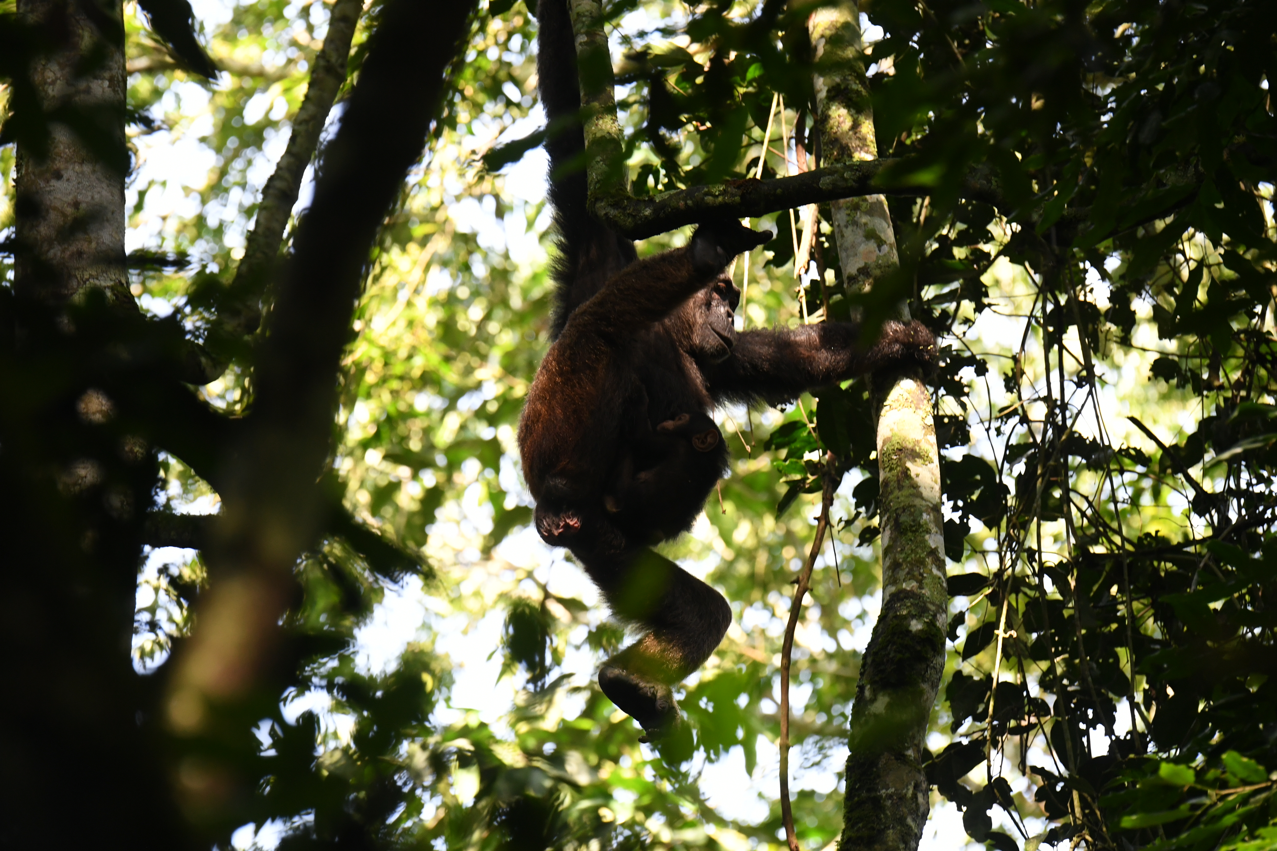Kibale National Park