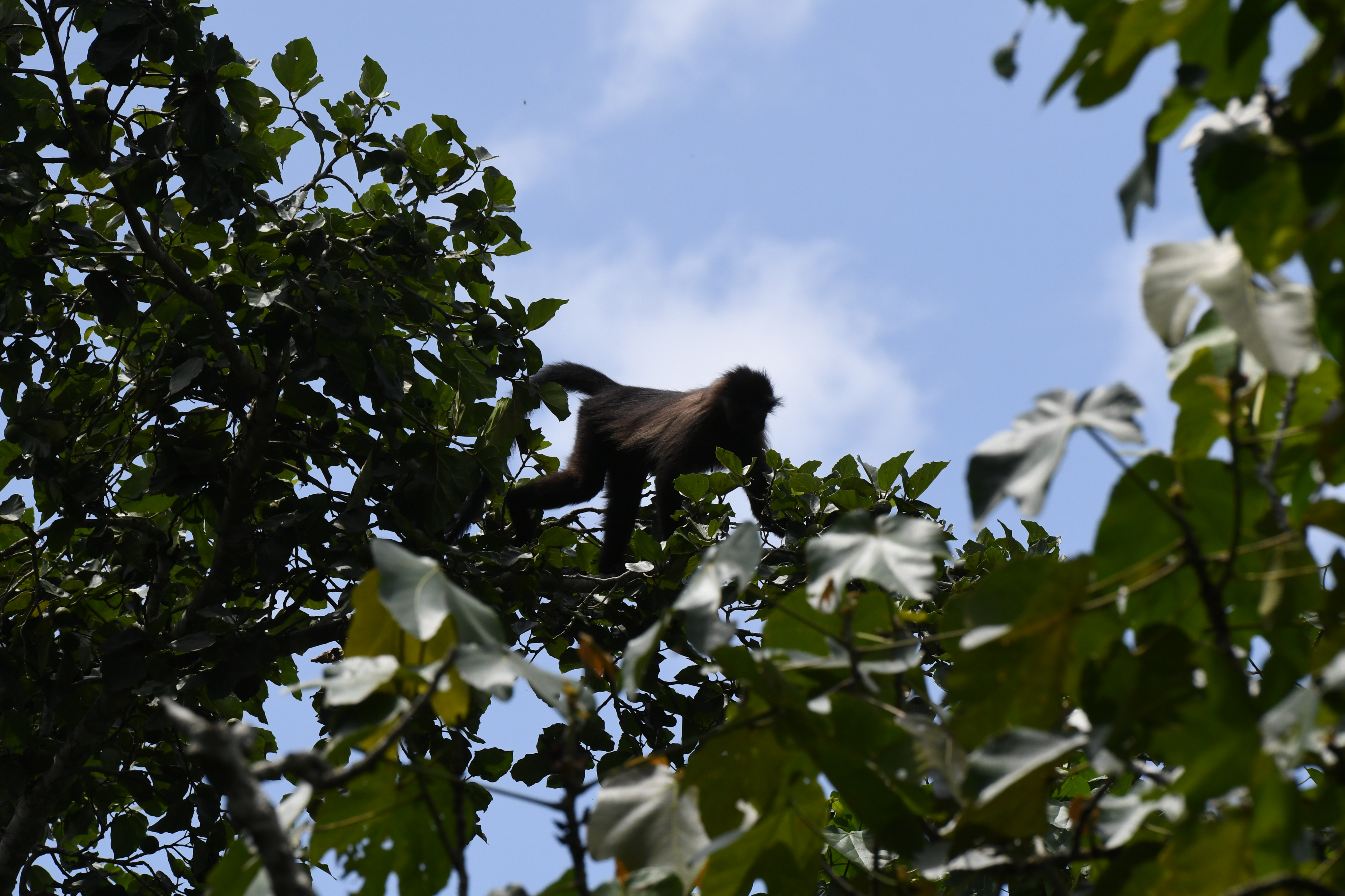 Bigodi Wetland Sanctuary