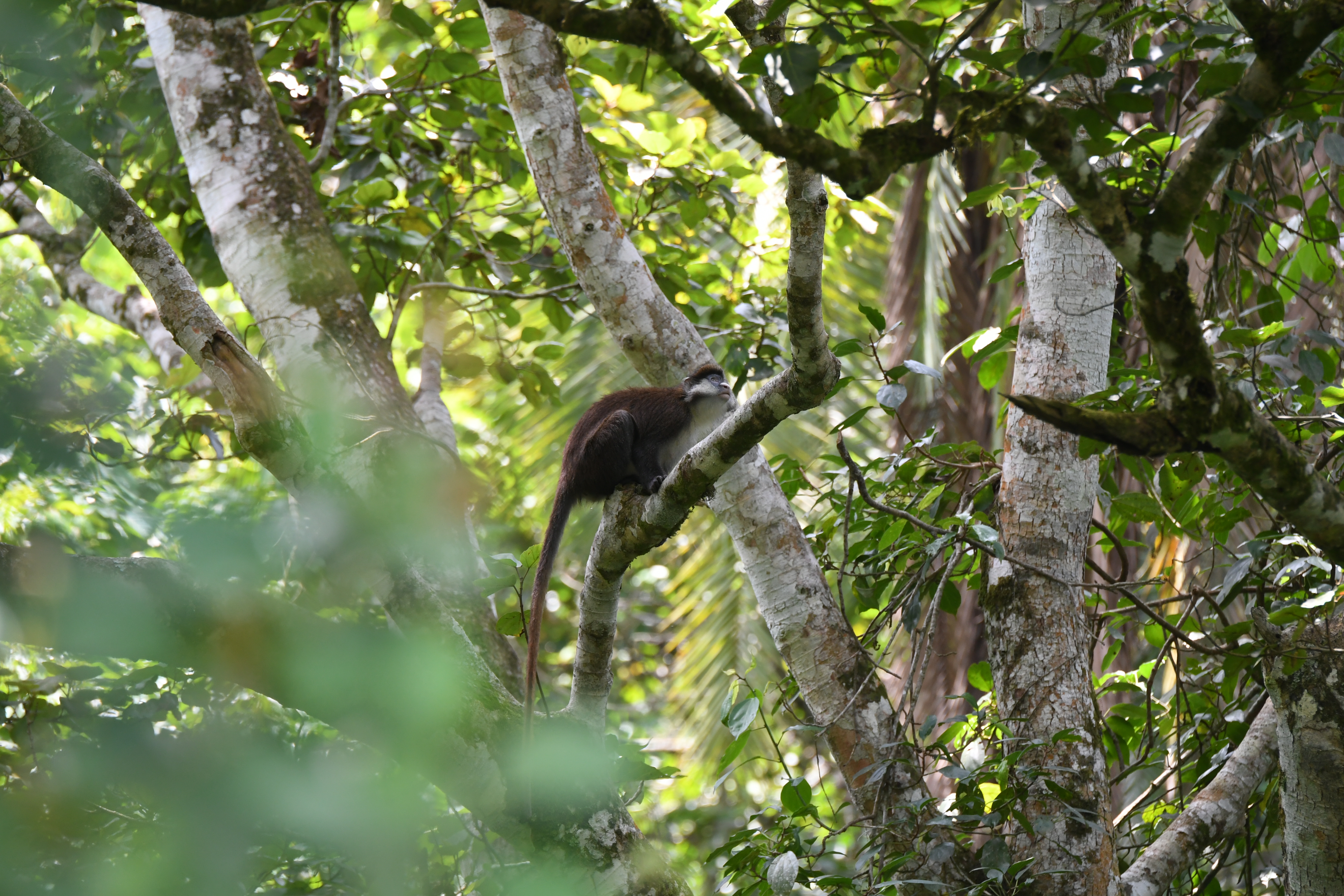 Bigodi Wetland Sanctuary