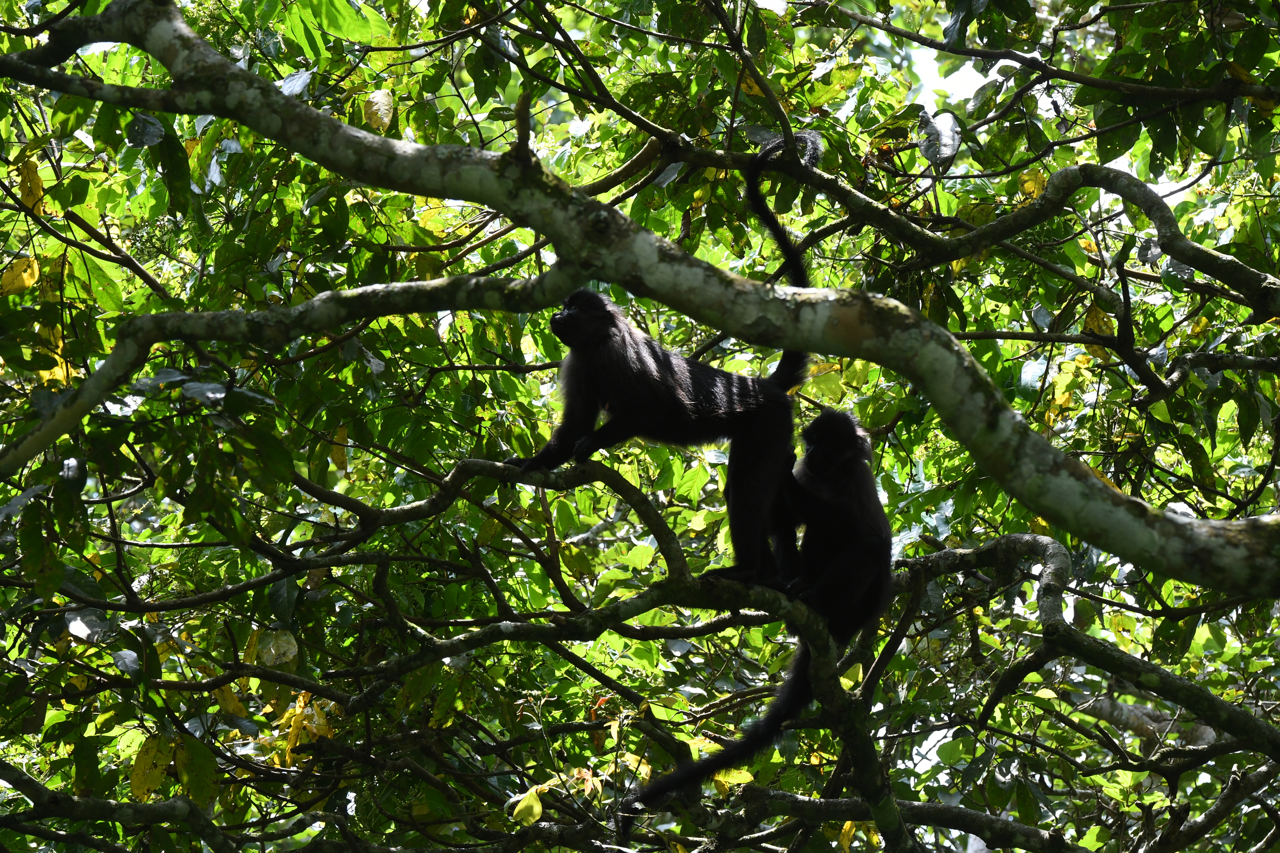 Bigodi Wetland Sanctuary