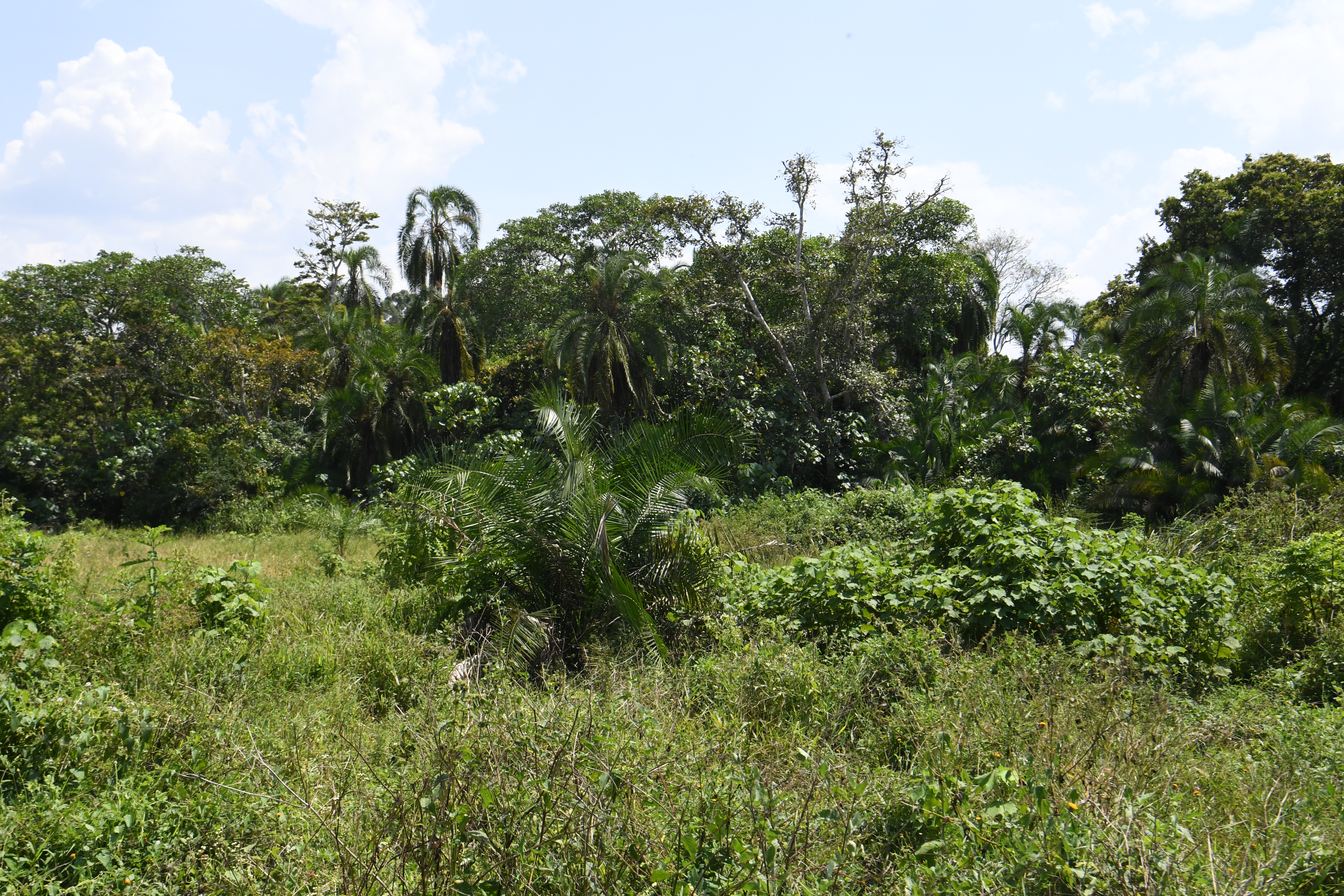 Bigodi Wetland Sanctuary