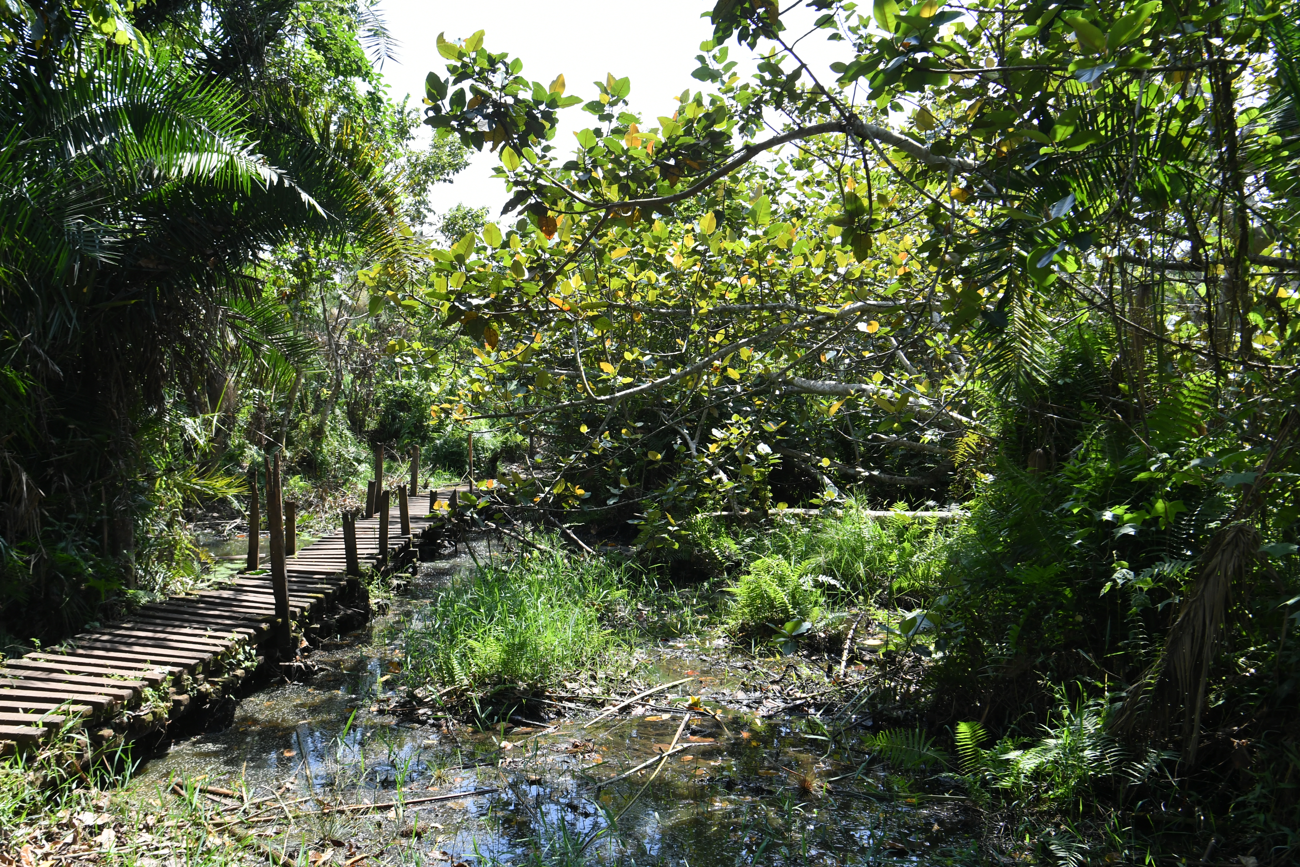 Bigodi Wetland Sanctuary