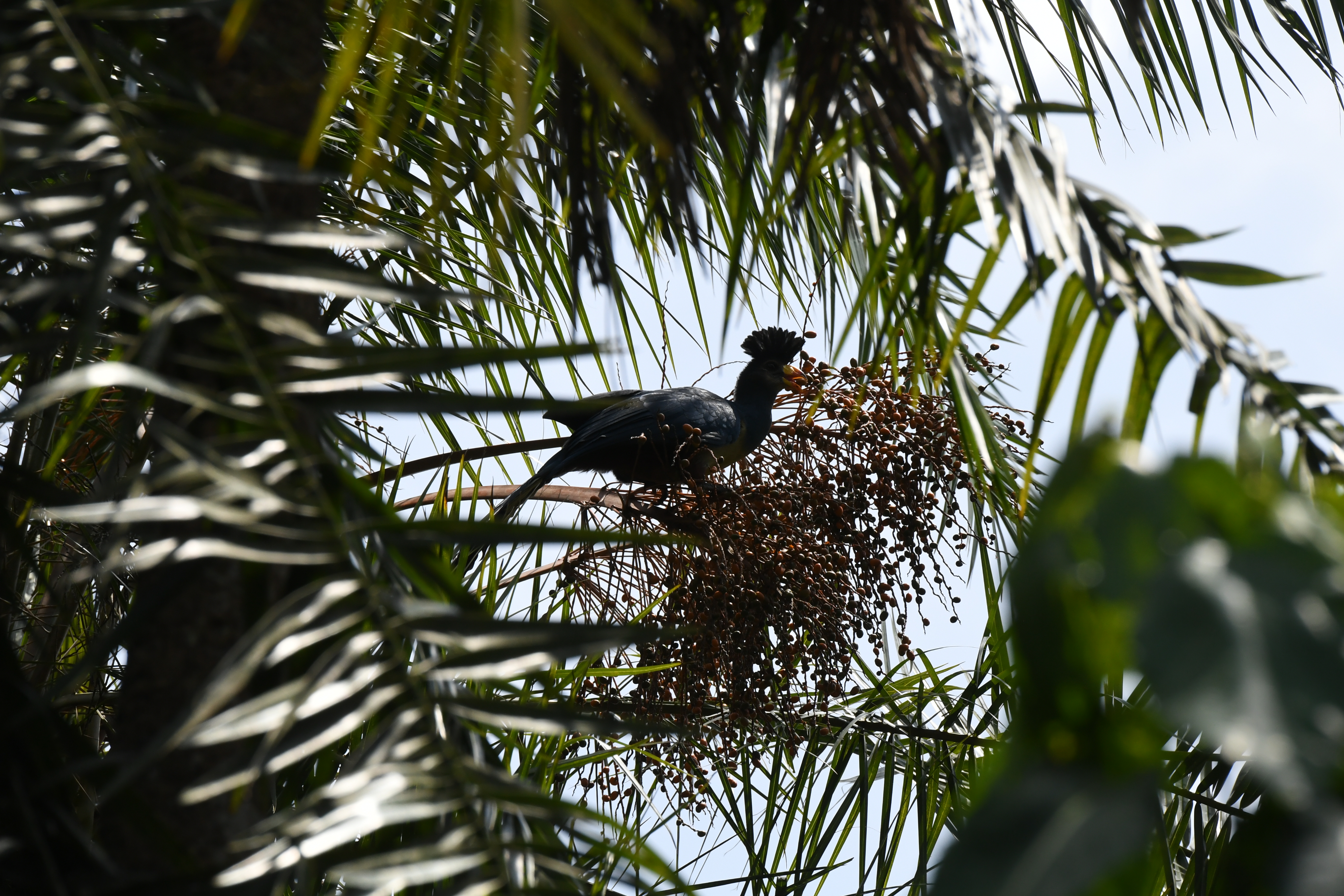 Bigodi Wetland Sanctuary