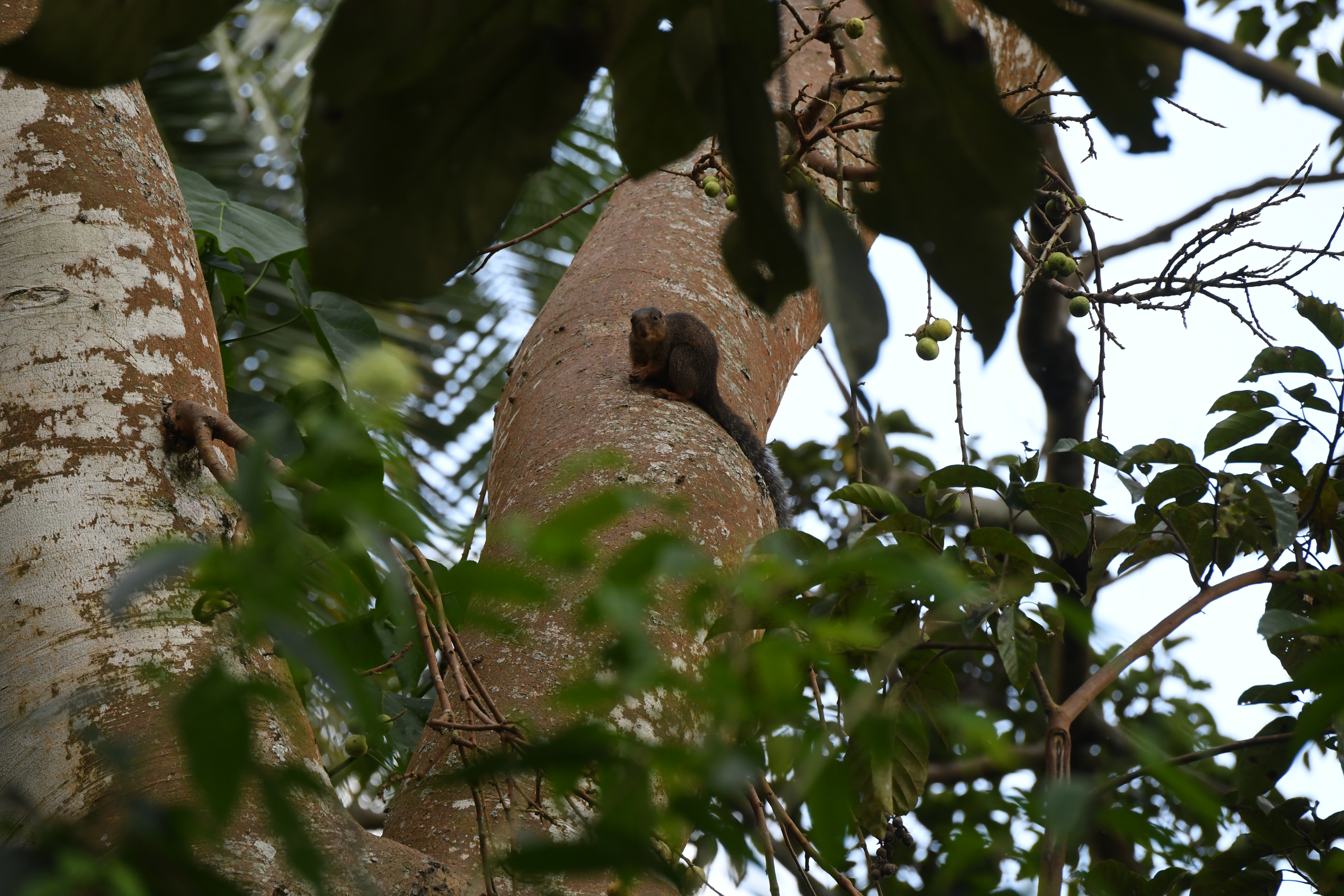 Bigodi Wetland Sanctuary