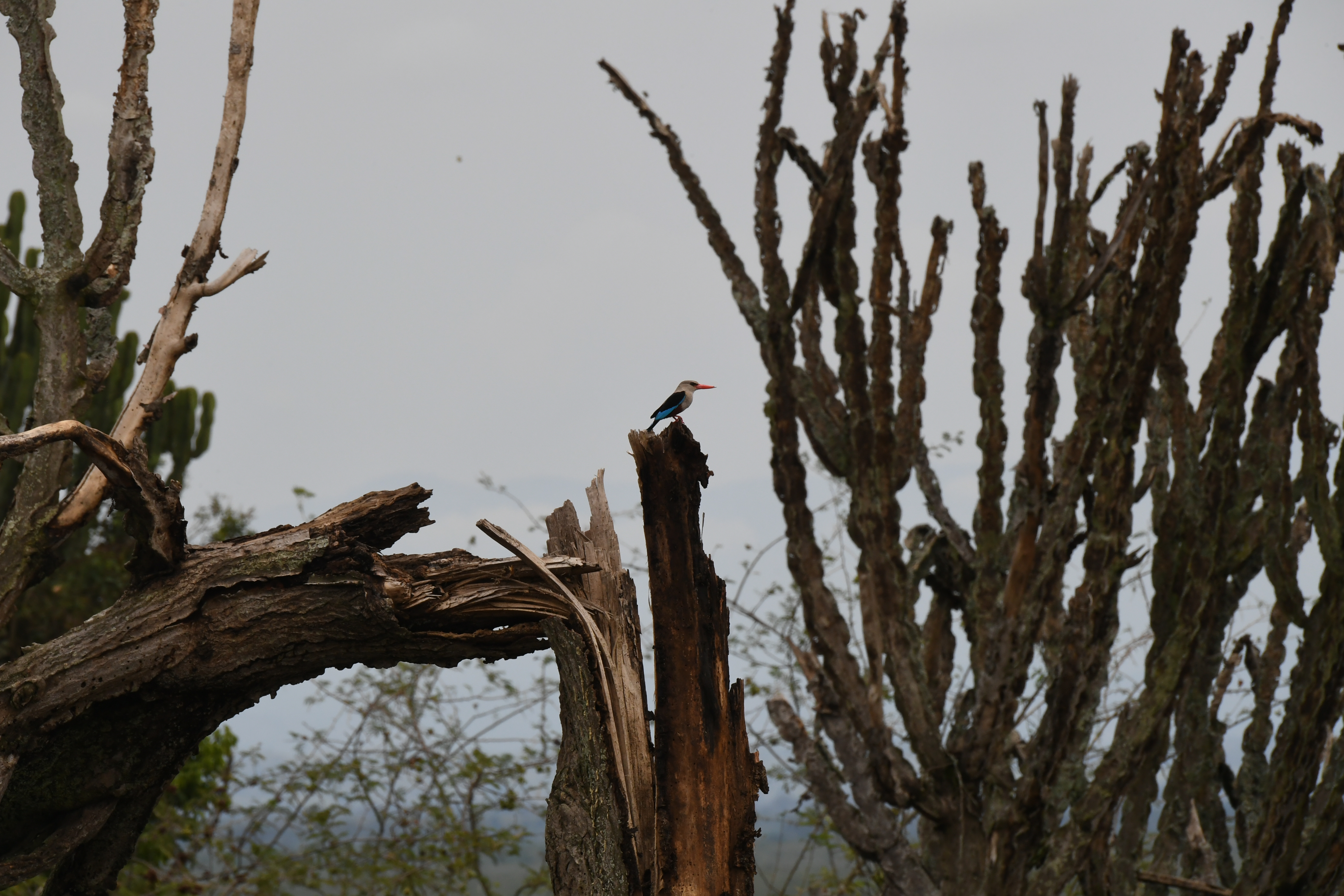 N&ouml;rdlich Kazinga Channel, Mweya, Queen Elizabeth National Park