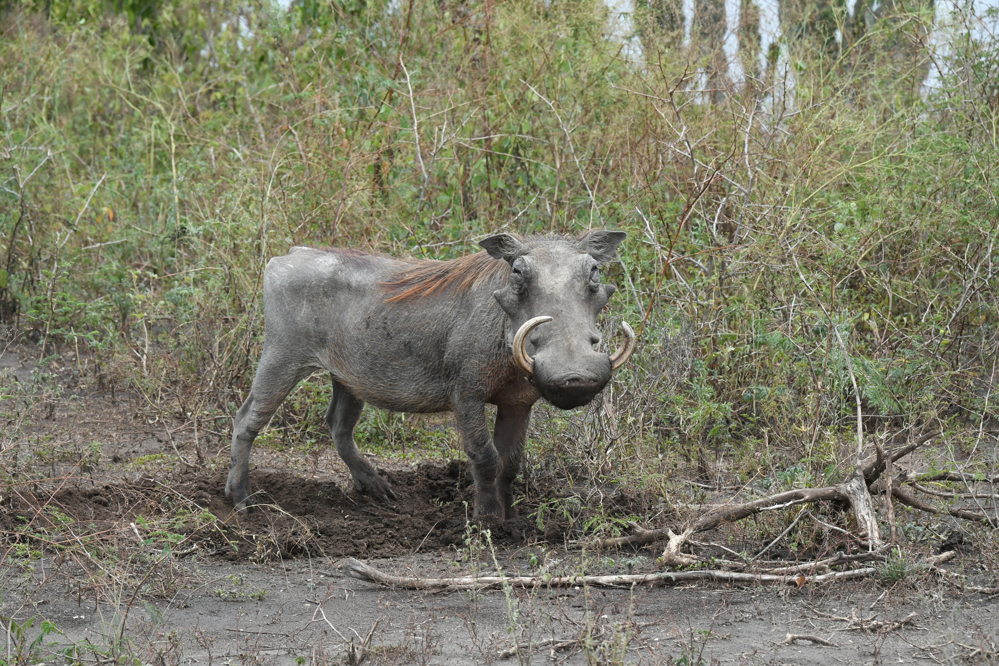 N&ouml;rdlich Kazinga Channel, Mweya, Queen Elizabeth National Park