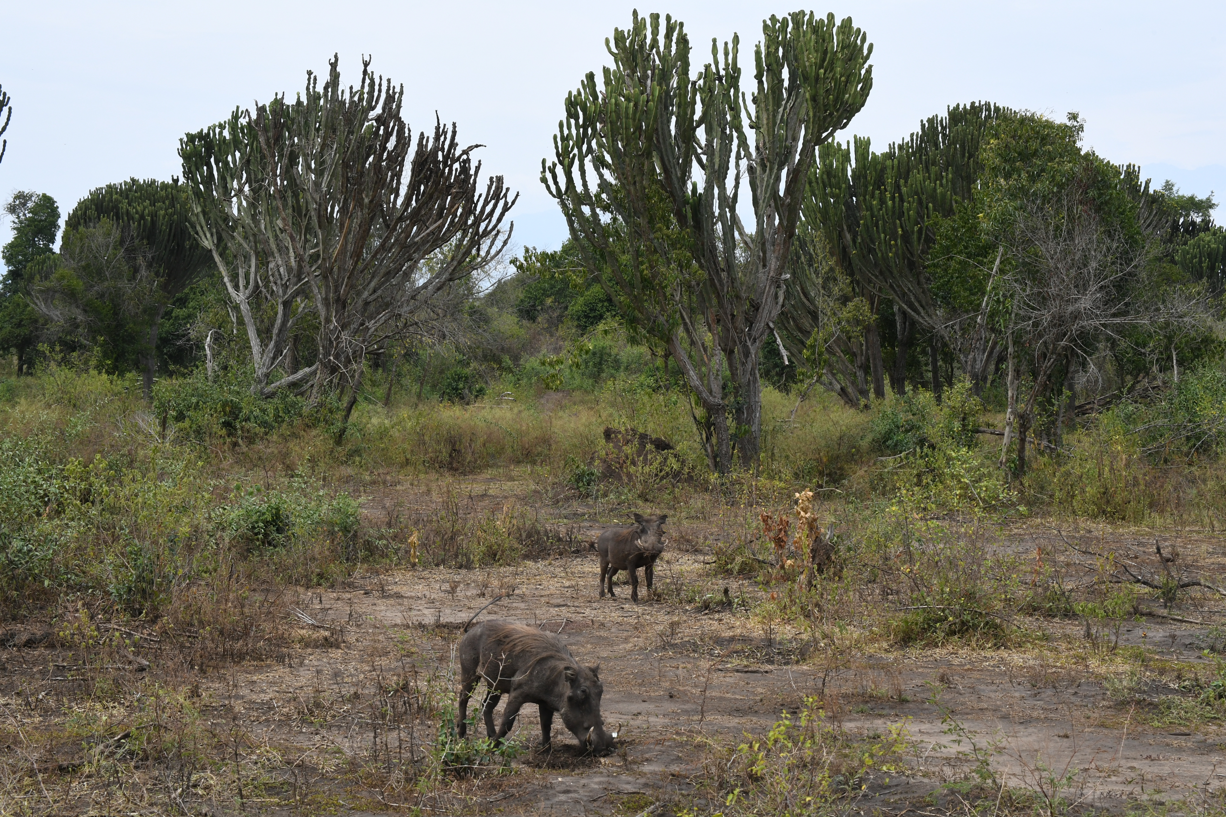 N&ouml;rdlich Kazinga Channel, Mweya, Queen Elizabeth National Park